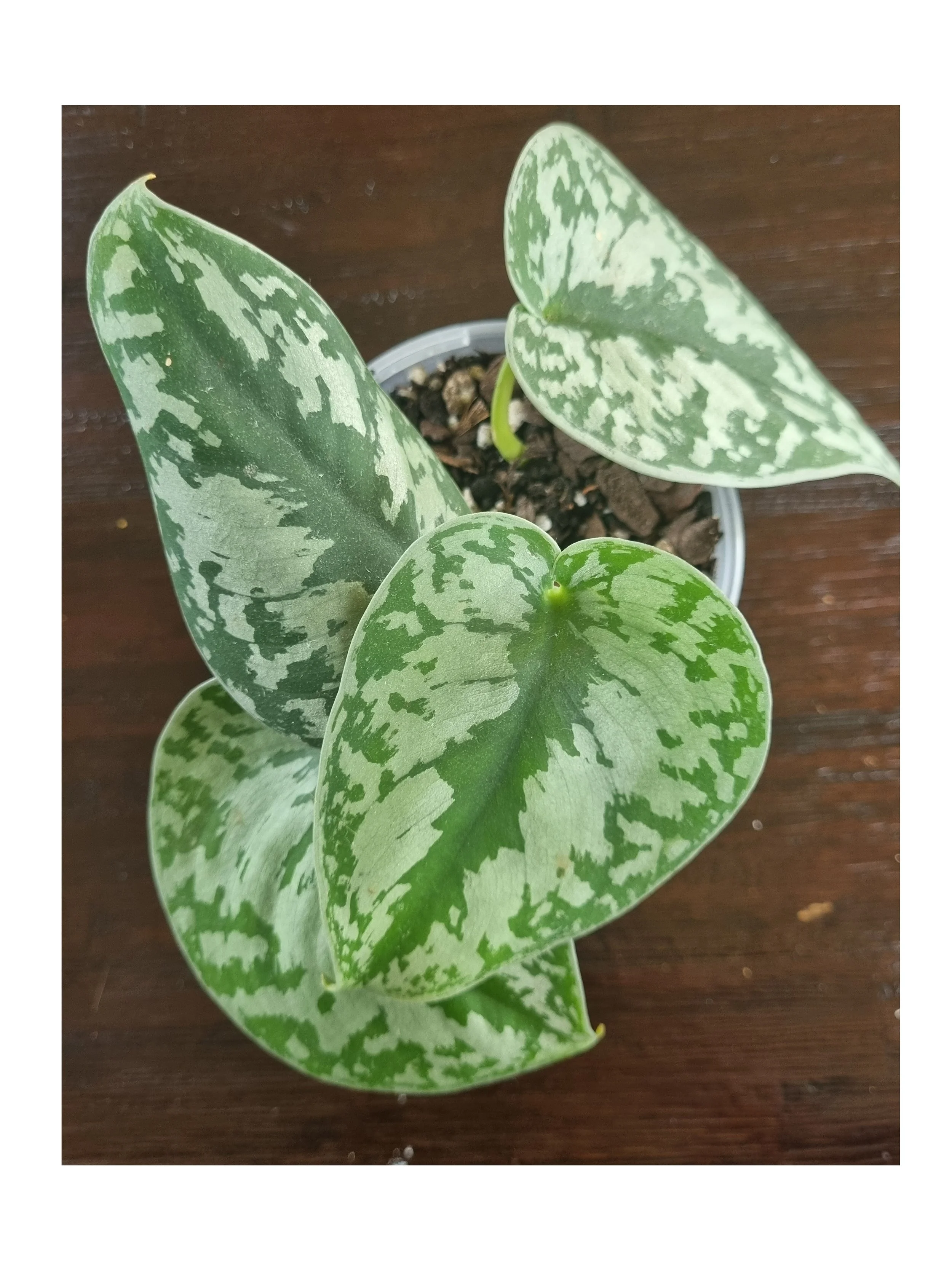 Low maintenance satin pothos houseplant