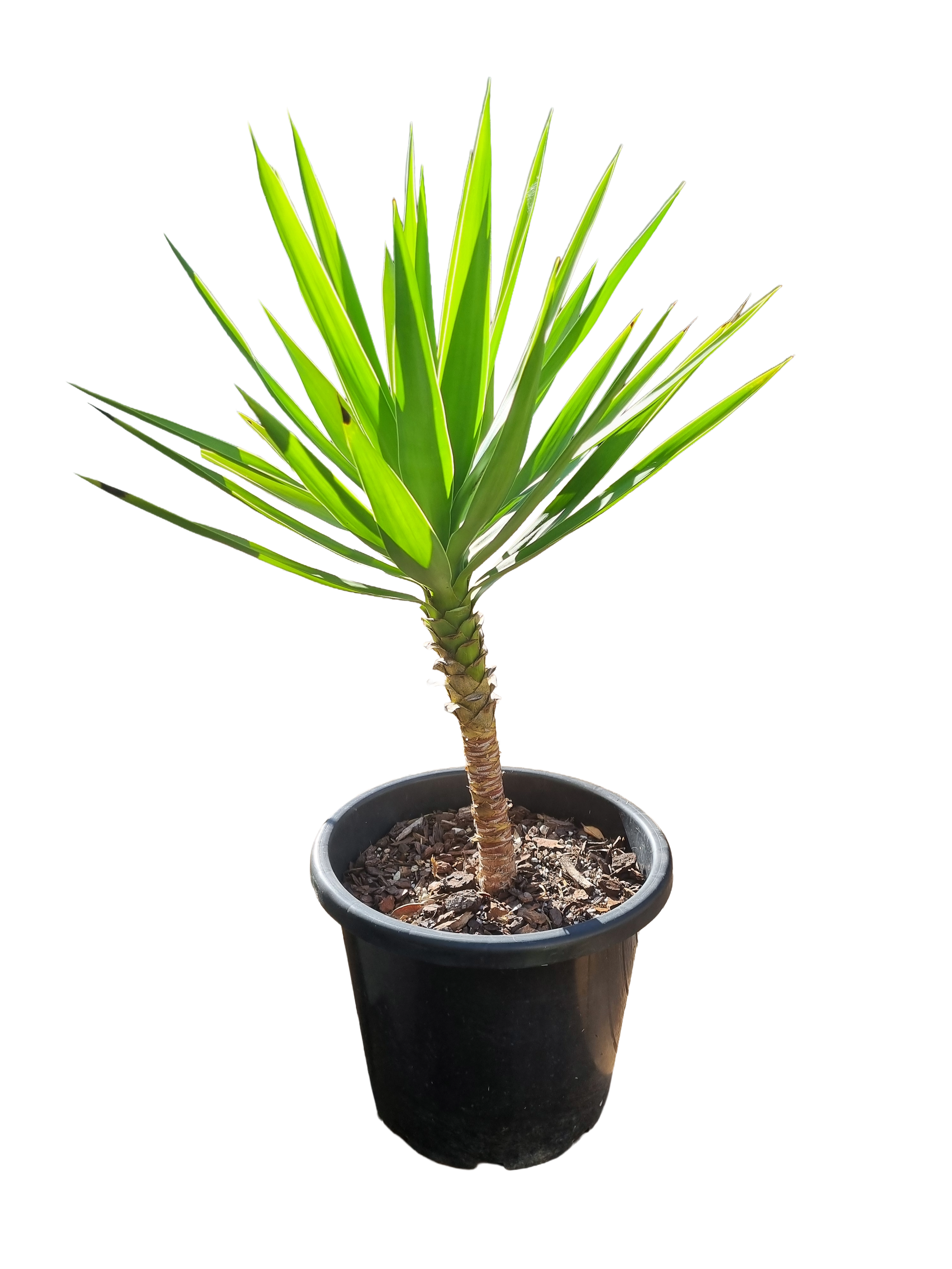 Yucca Plants – Bold, Sculptural & Easy to Grow