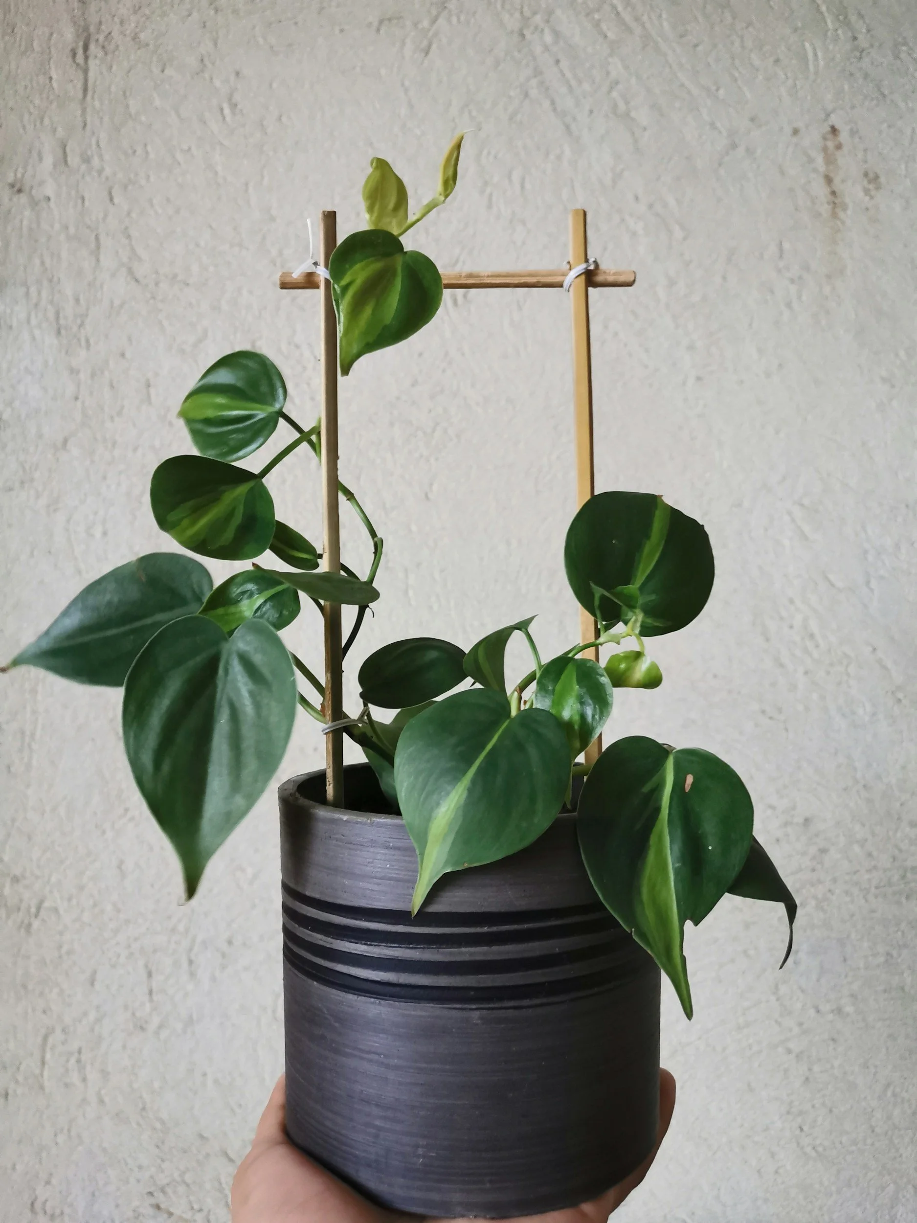pothos on climbing trellis