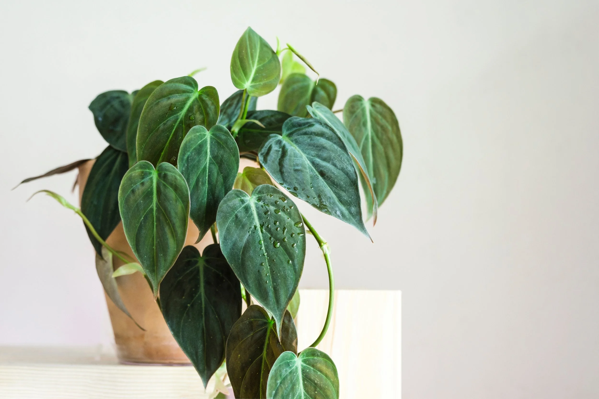 Trailing vs Climbing Plants: How to choose style, &amp; support 
