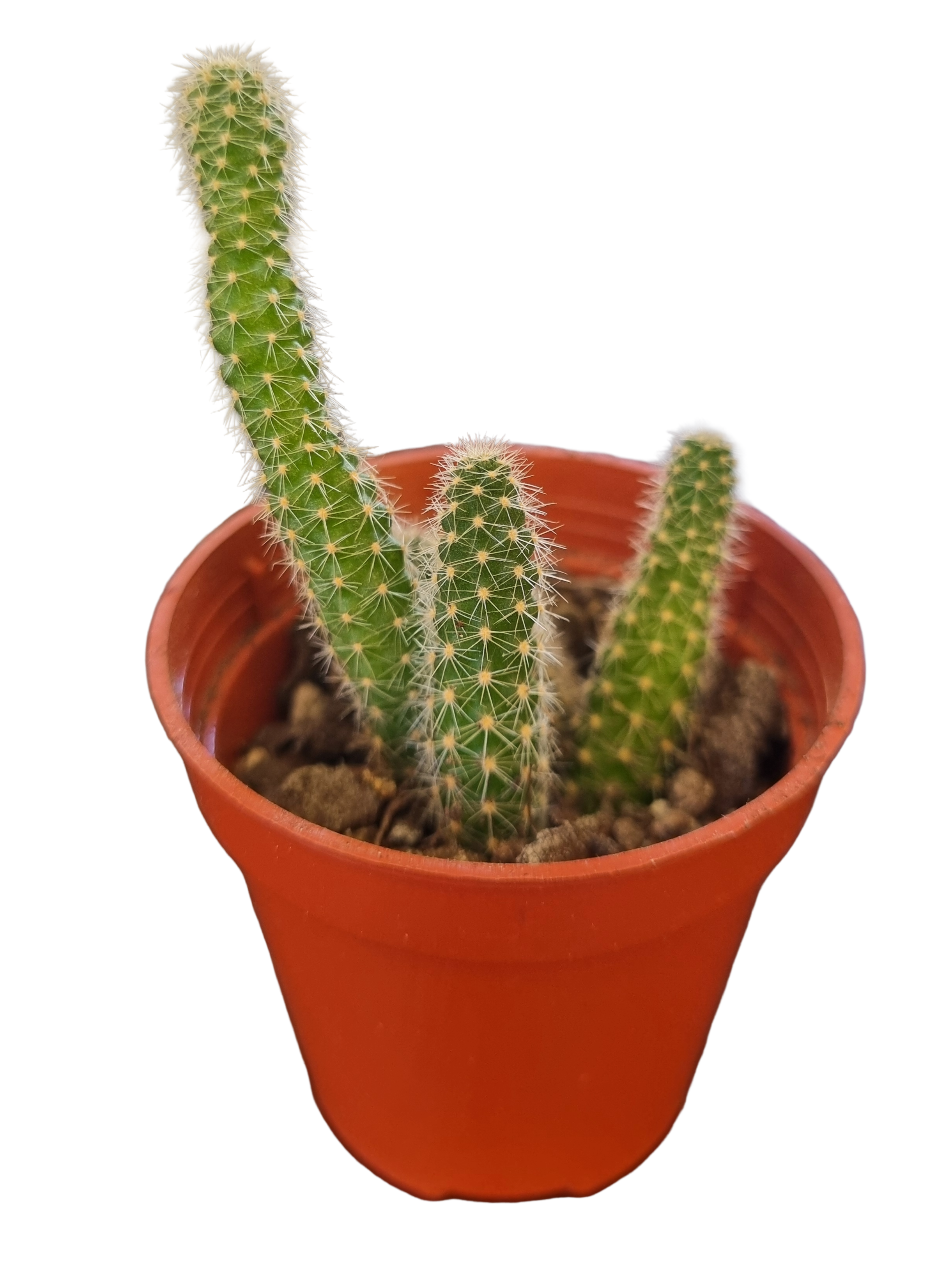Mini Echinopsis chamaecereus - Beginner-friendly Peanut Cactus