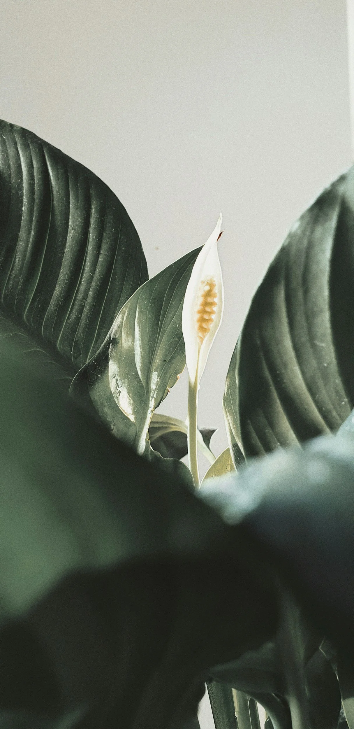 Indoor houseplant, peace lily low maintenance