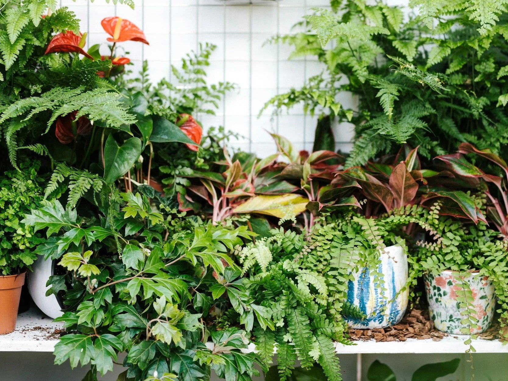 4 Easy‑care plants to add to Your indoor jungle