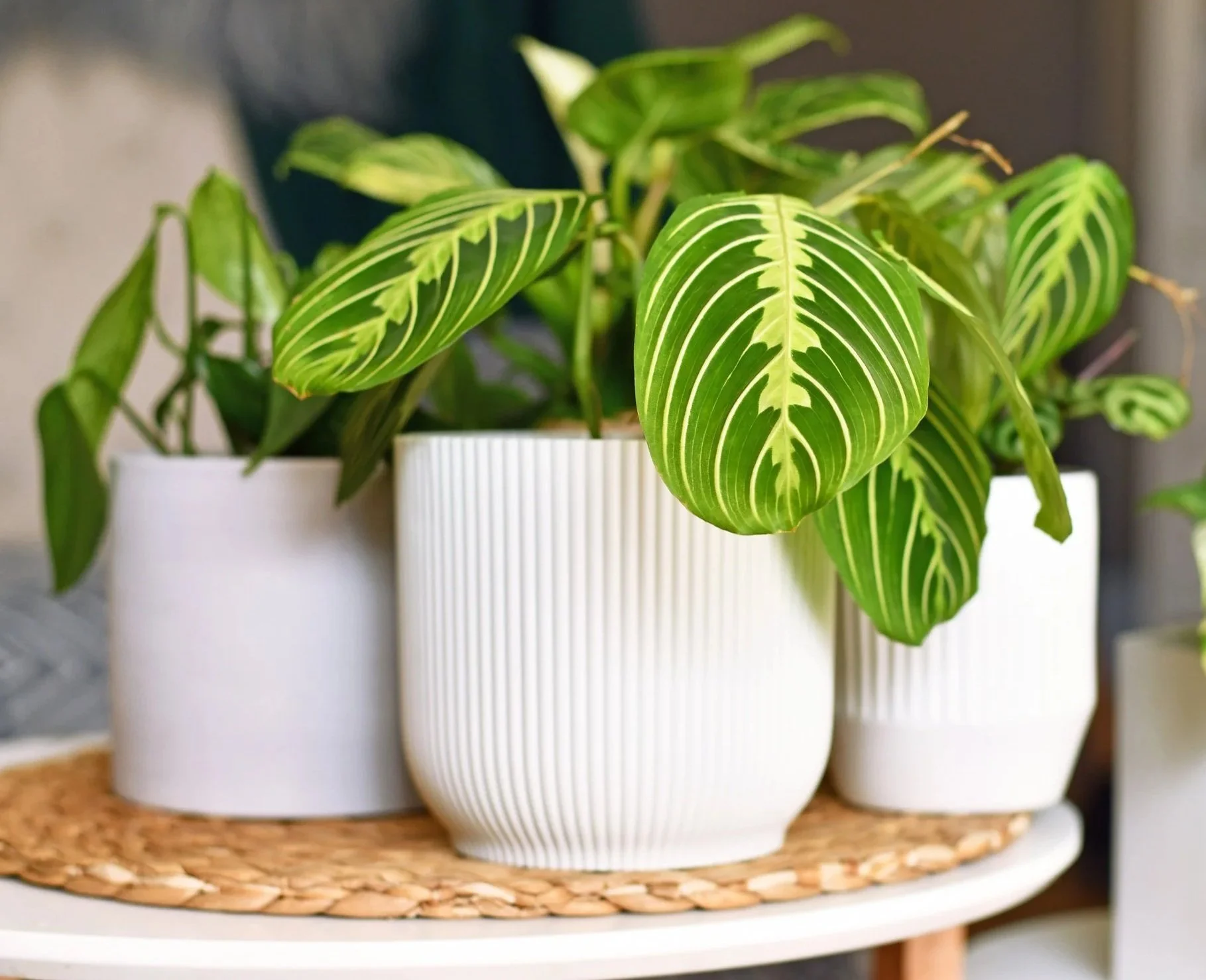 Finding Calm in Repotting