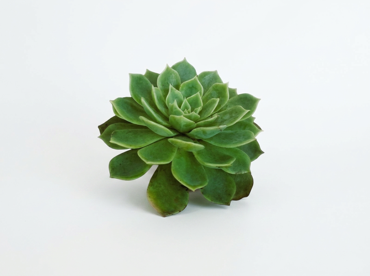 Mexican Snowball Succulent – Easy‑Care Indoor Plant