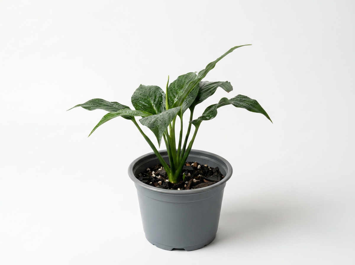 Peace Lily, Easy‑Care, Air‑Purifying, Lush Greenery