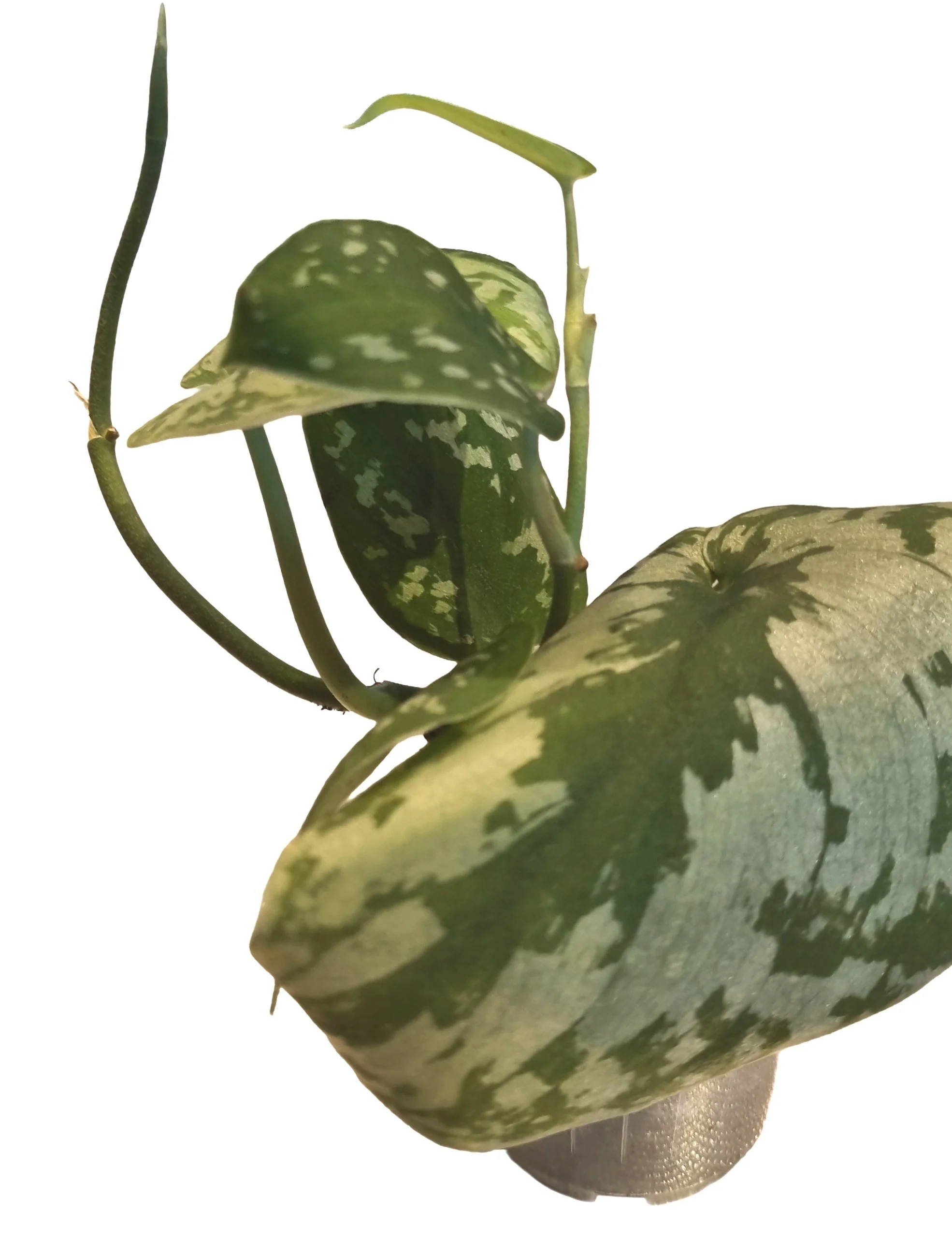Low maintenance satin pothos houseplant