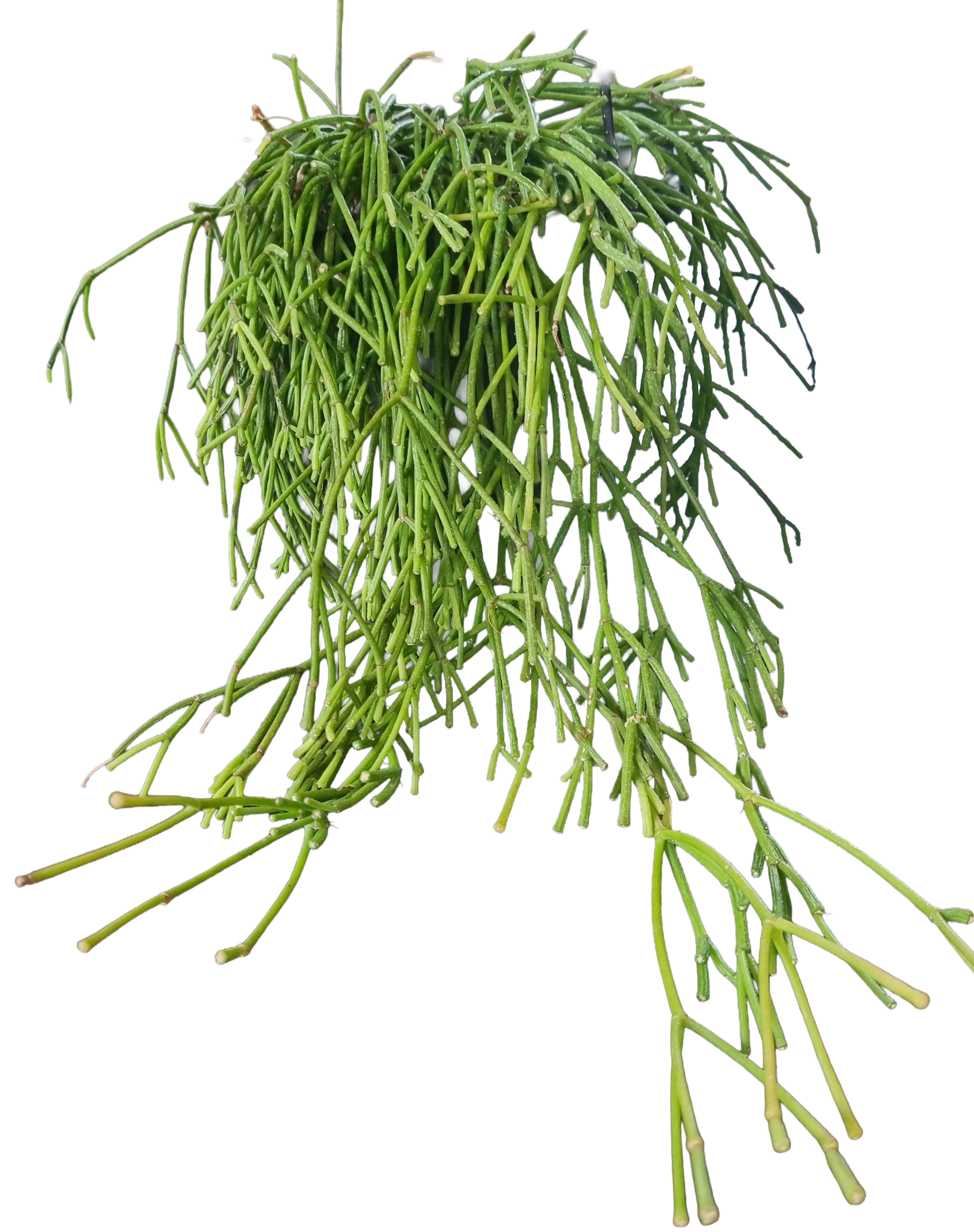 Mistletoe Cactus.png