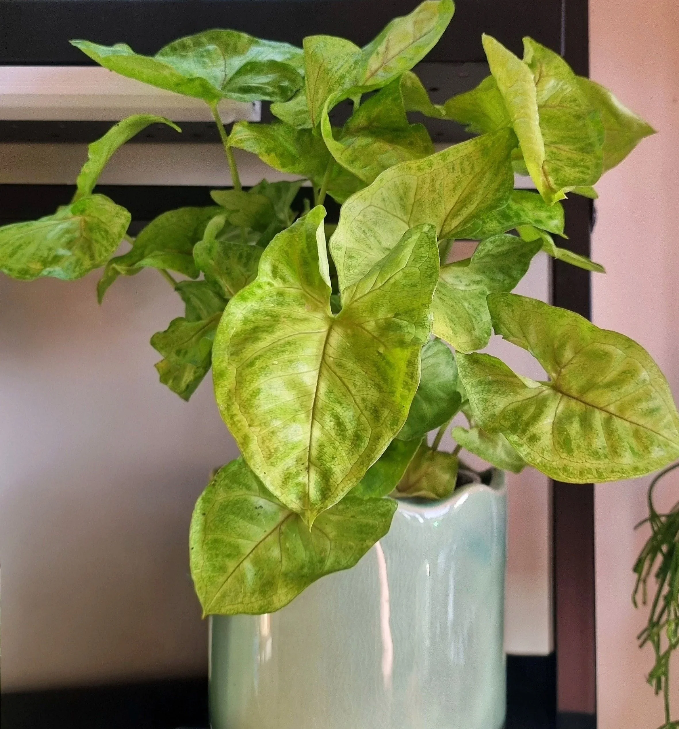 Syngonium ‘Green Arrow’ with fresh green arrow‑shaped leaves in a glossy gradient ceramic pot on a black shelf