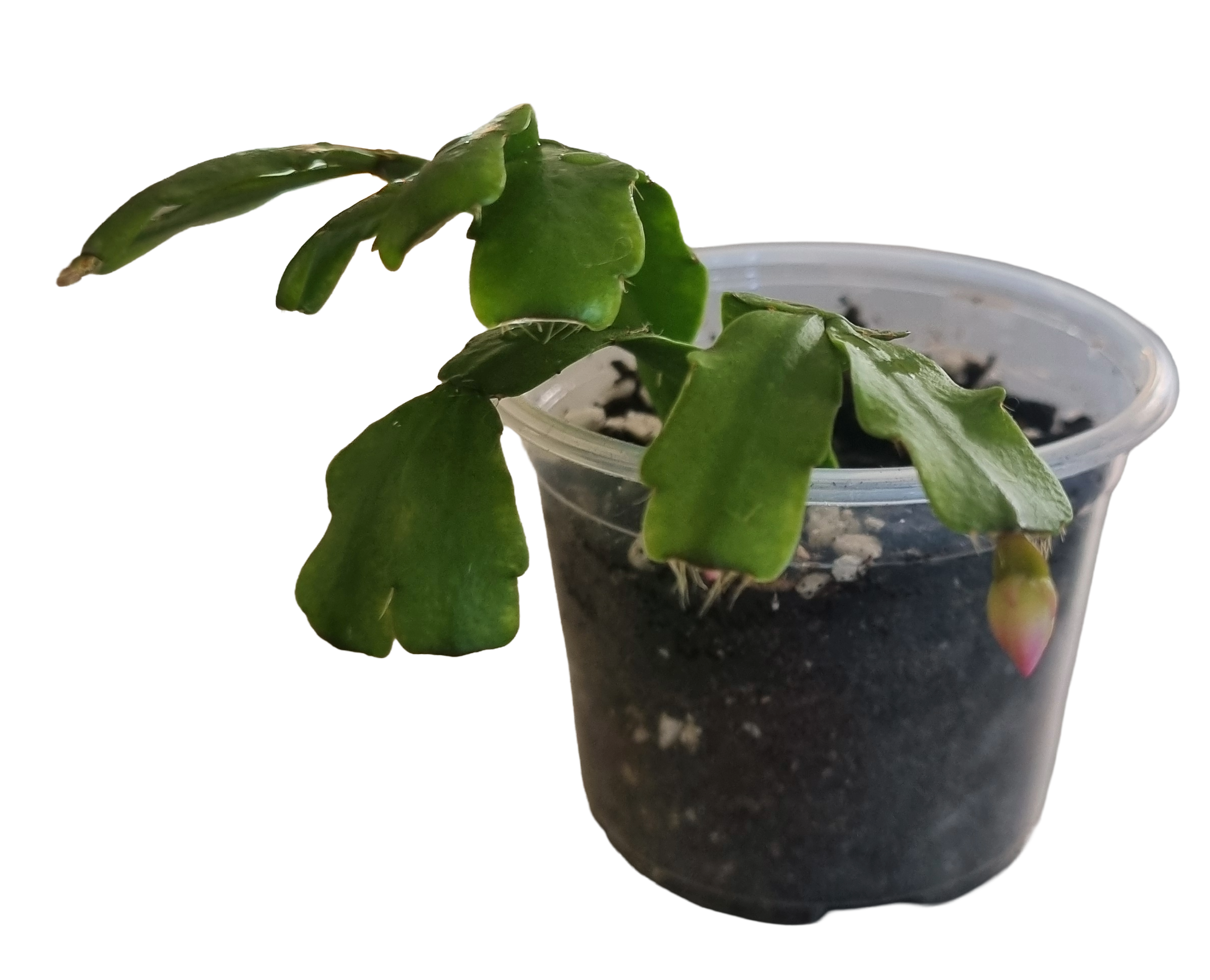Christmas Cactus