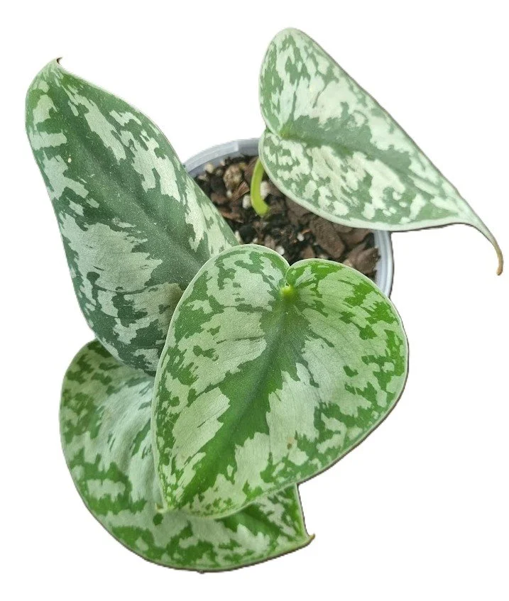 Satin Pothos - Low Maintenance Indoor Plant