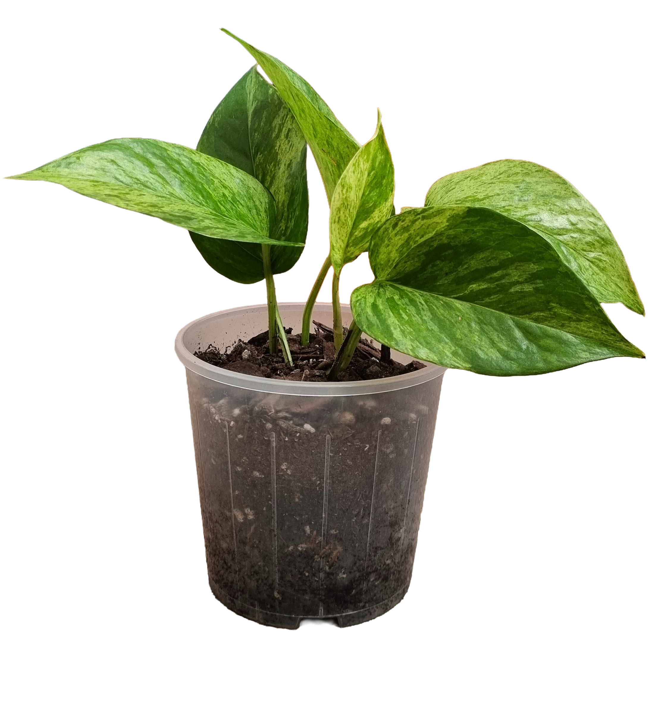 Marble Pothos.png
