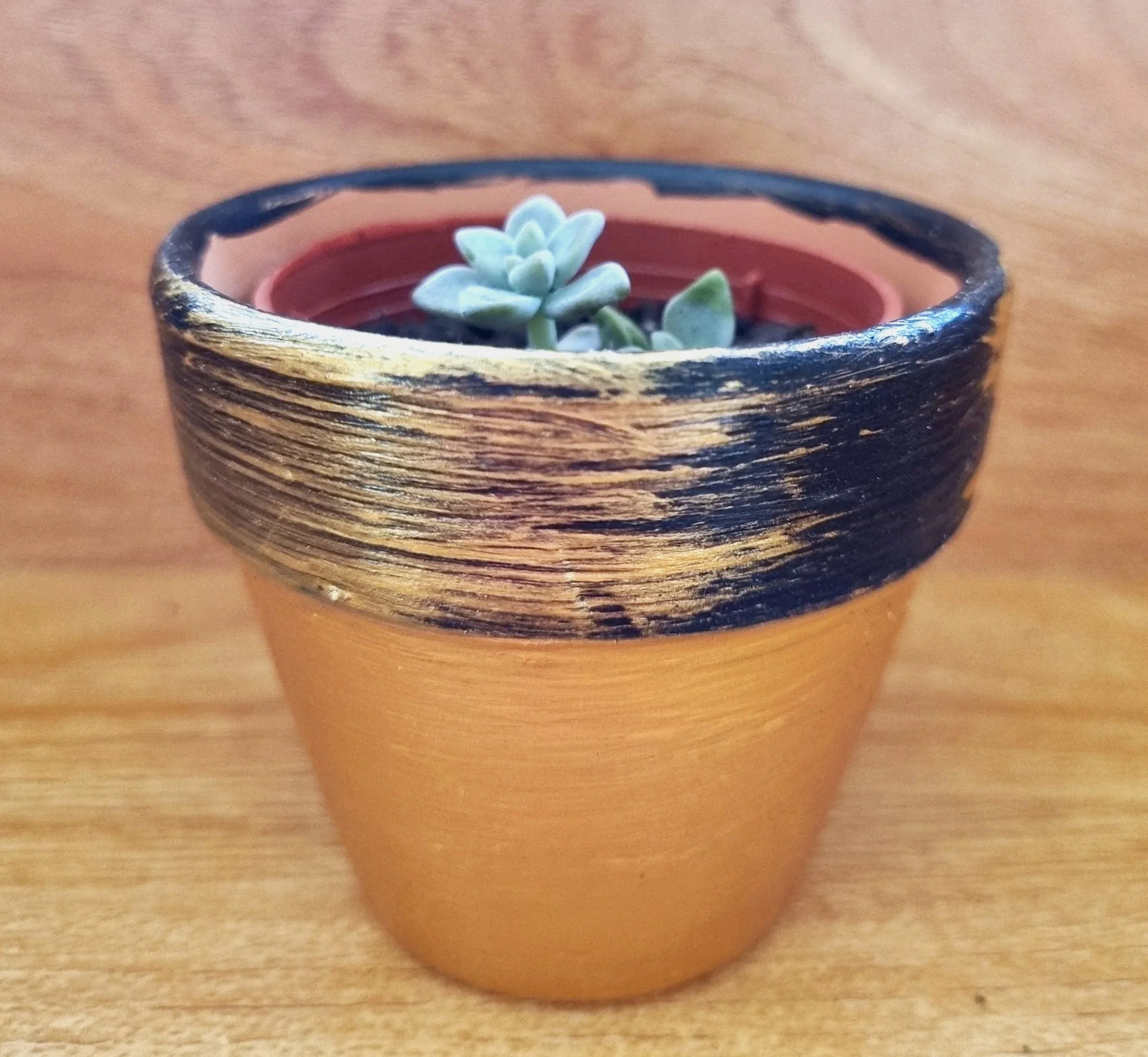 Mini potted succulent