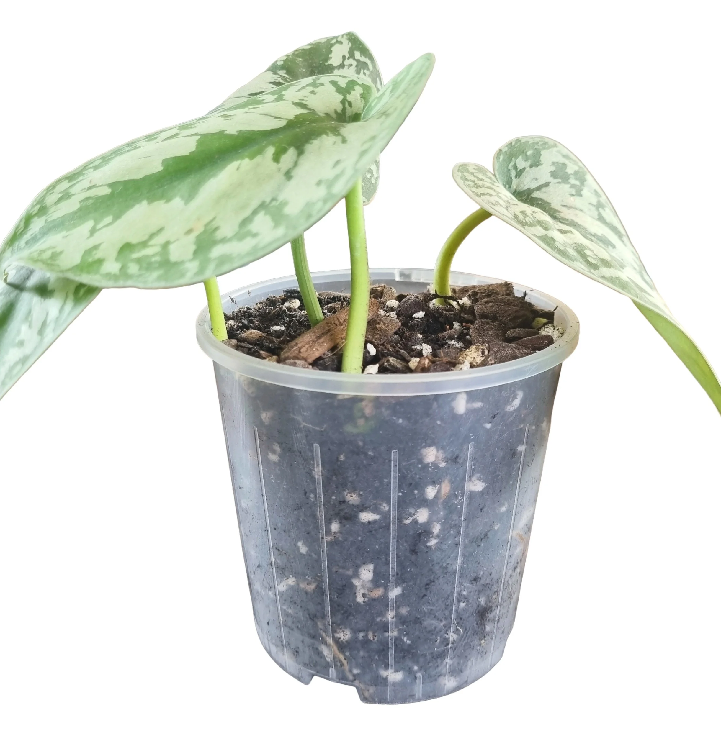 Low maintenance satin pothos houseplant