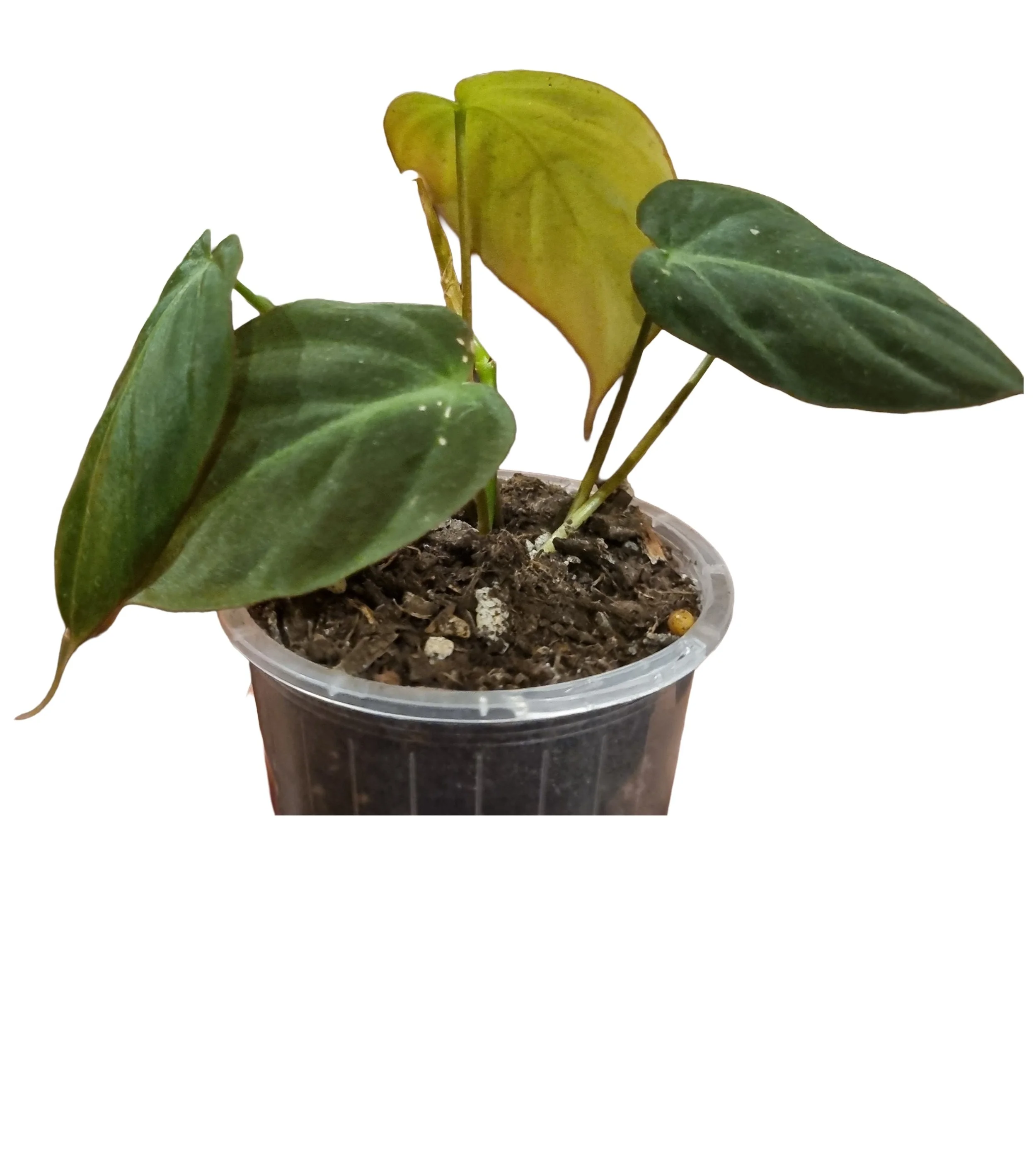 Velvet Leaf Philodendron - Fast Growing Indoor Plant