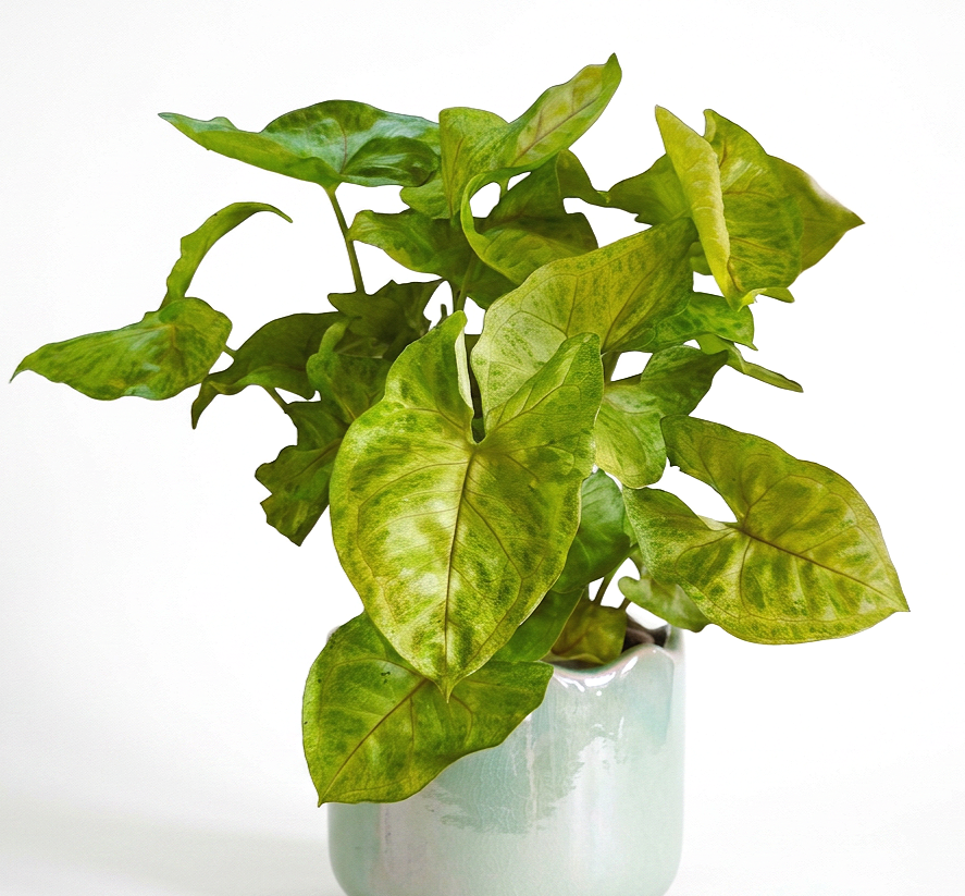 Syngonium ‘Green Arrow’ — Fresh, Light & Effortlessly Cute