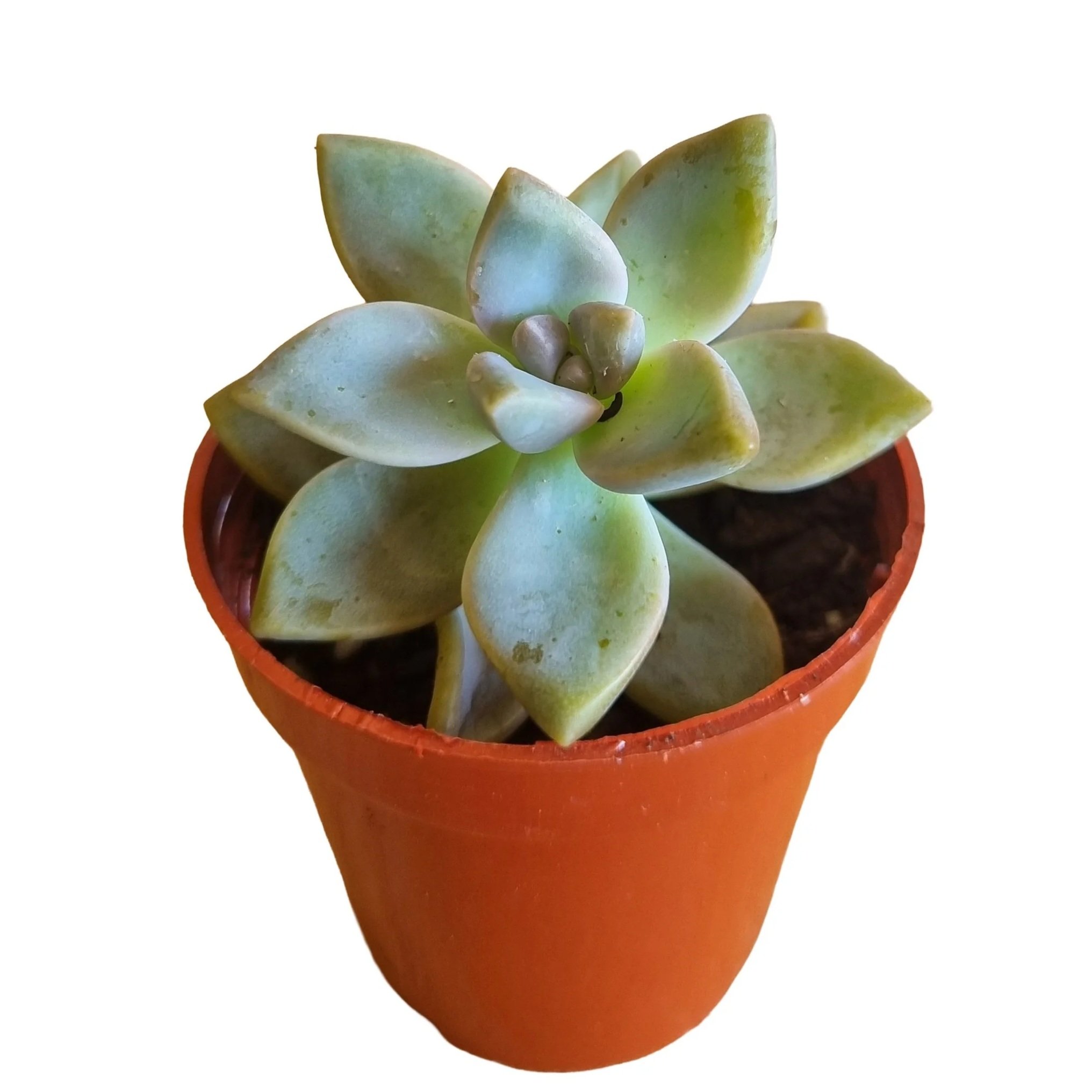 Easy care potted succulent, low maintenance houseplant nz
