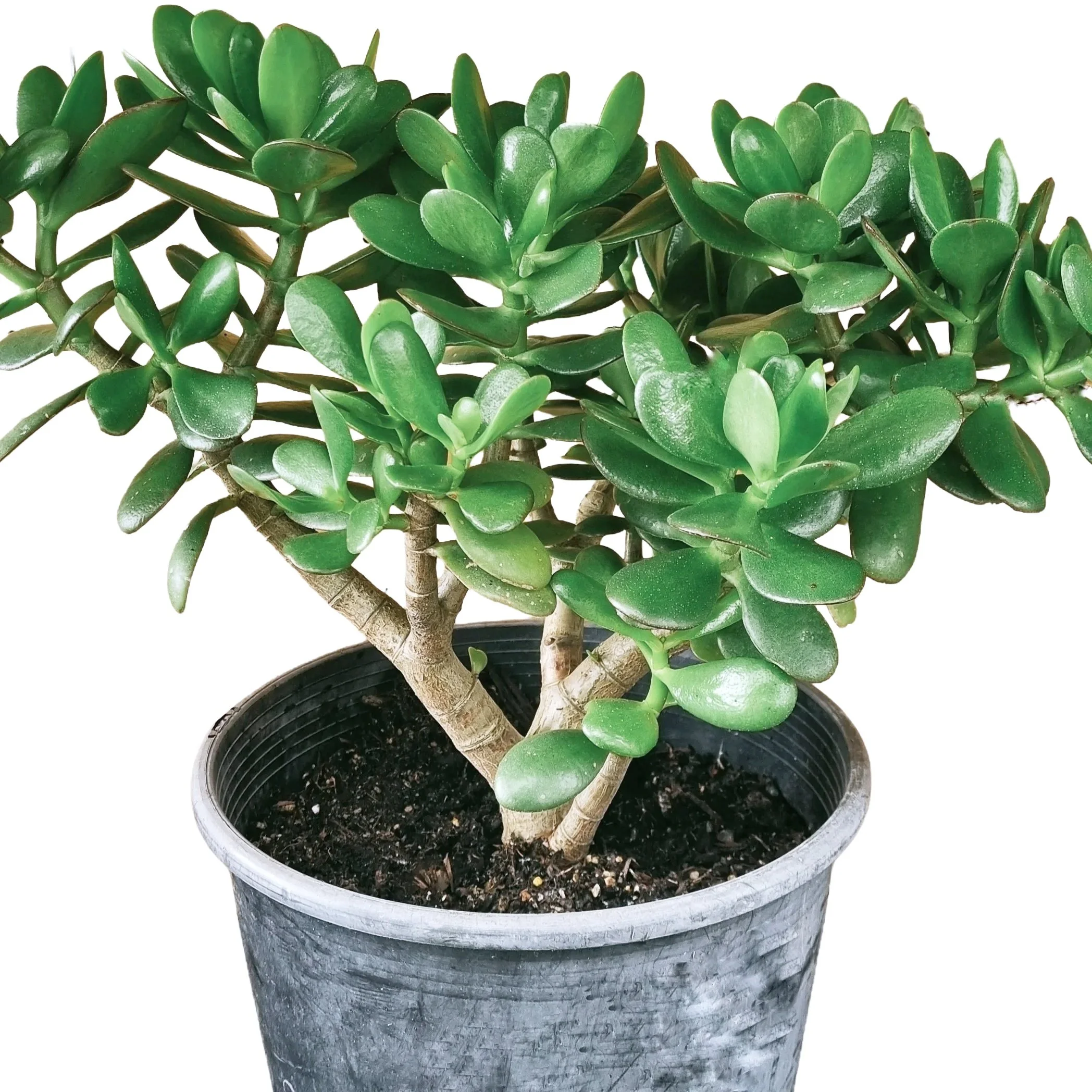 Jade Plant - Easy-care Succulent