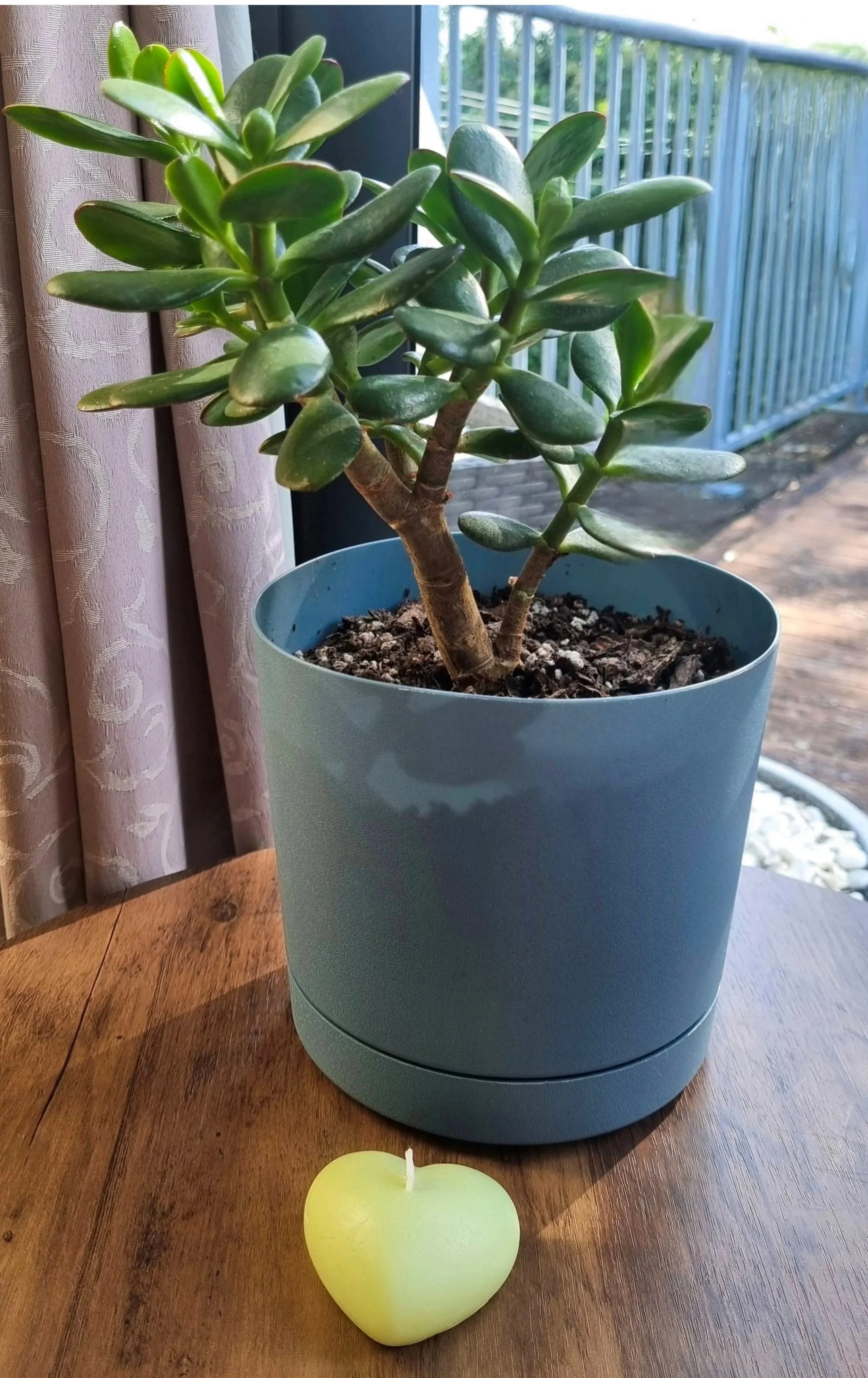 Potted easy-care Jade Plant, paired with a beautiful scented heart shaped candle