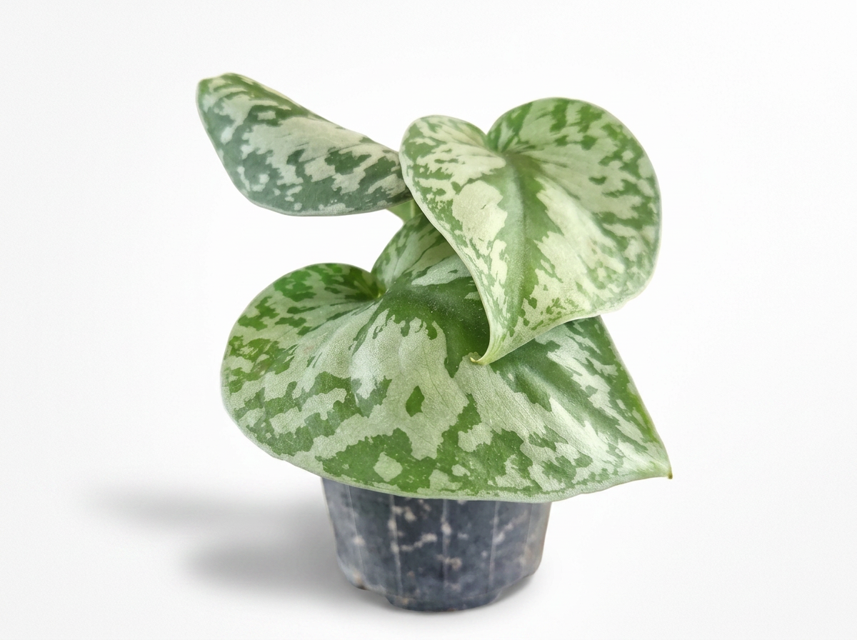 Satin Pothos - Low Maintenance Indoor Plant