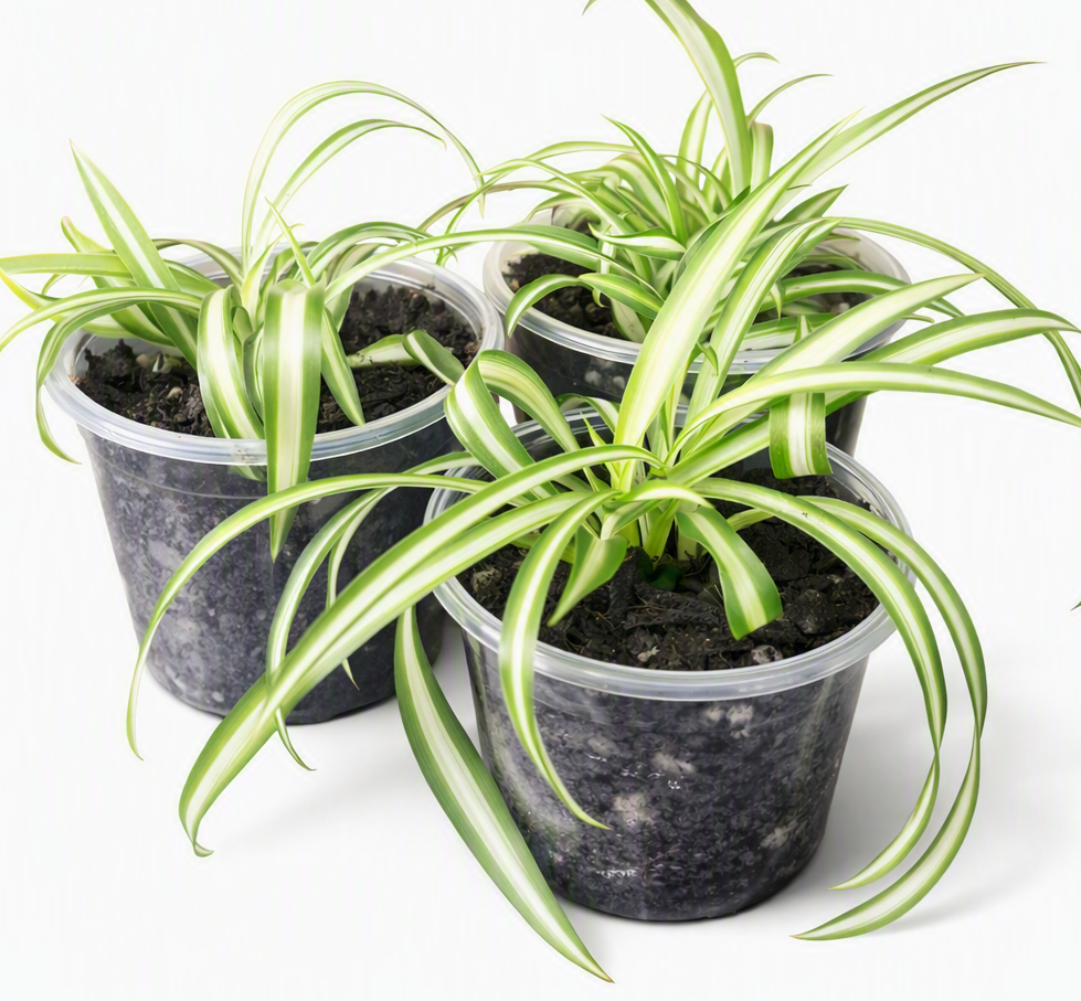 Small spider plants.png