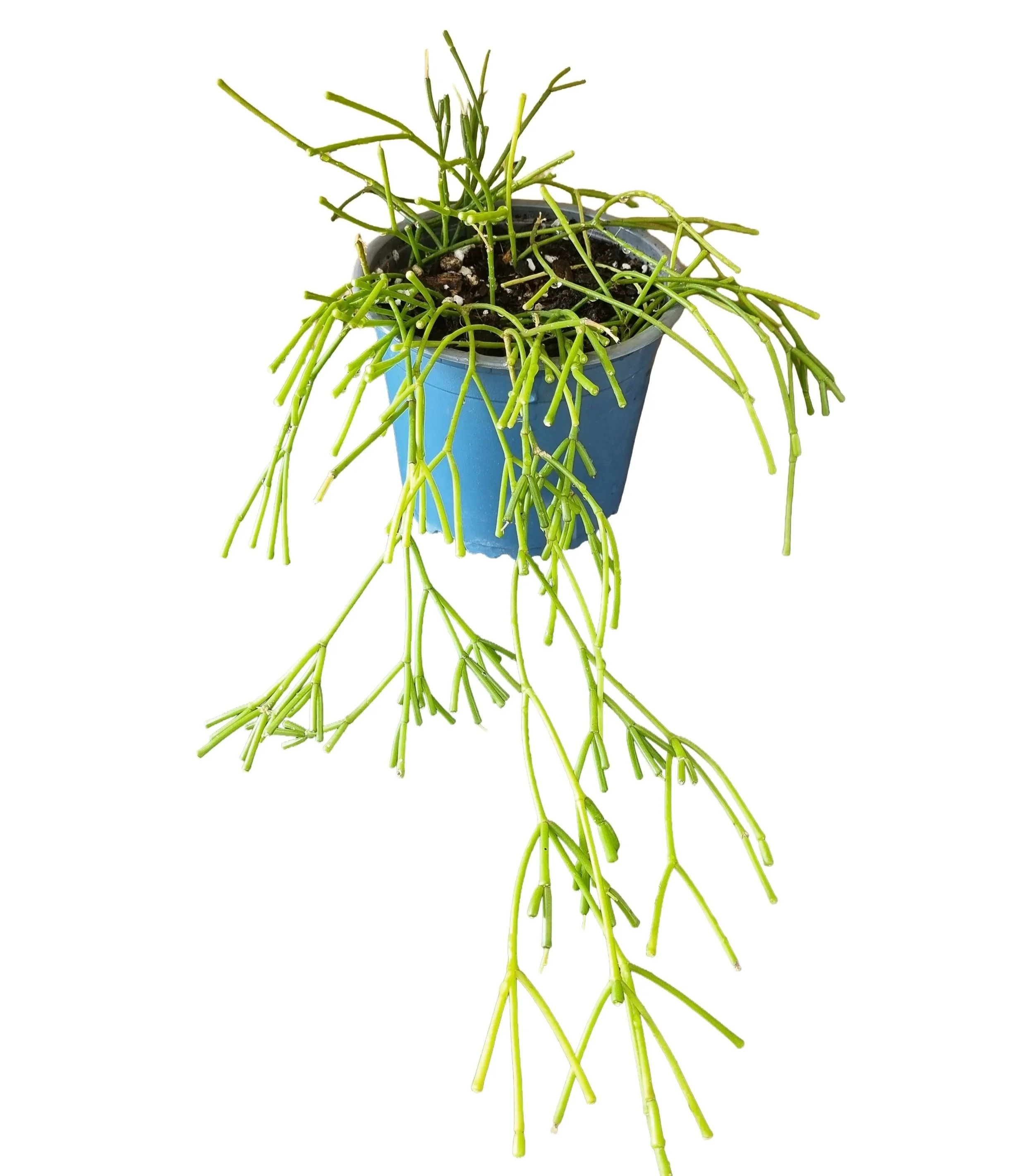 Mistletoe Trailing Jungle Cactus, Easy-care Houseplant NZ