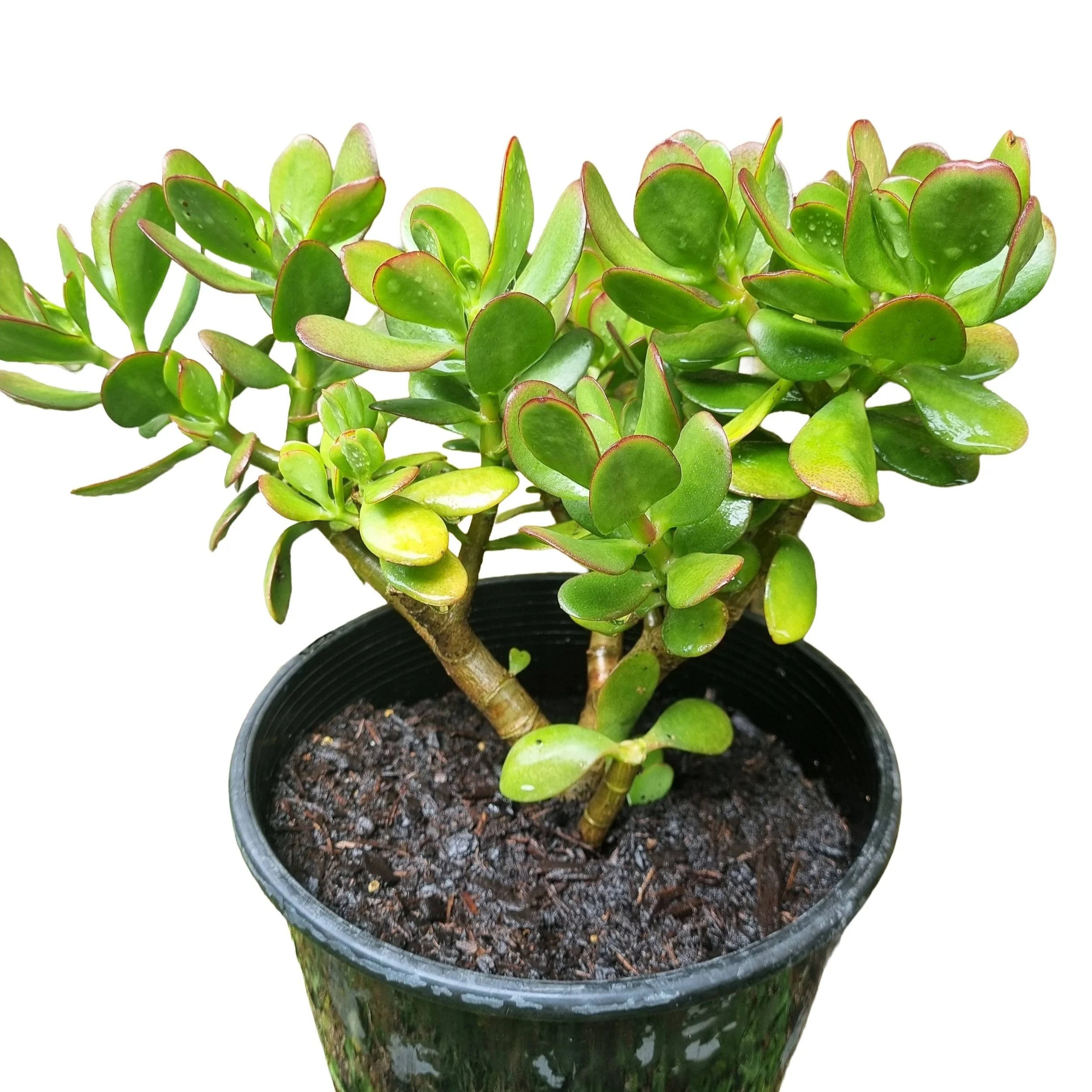 Jade Plant