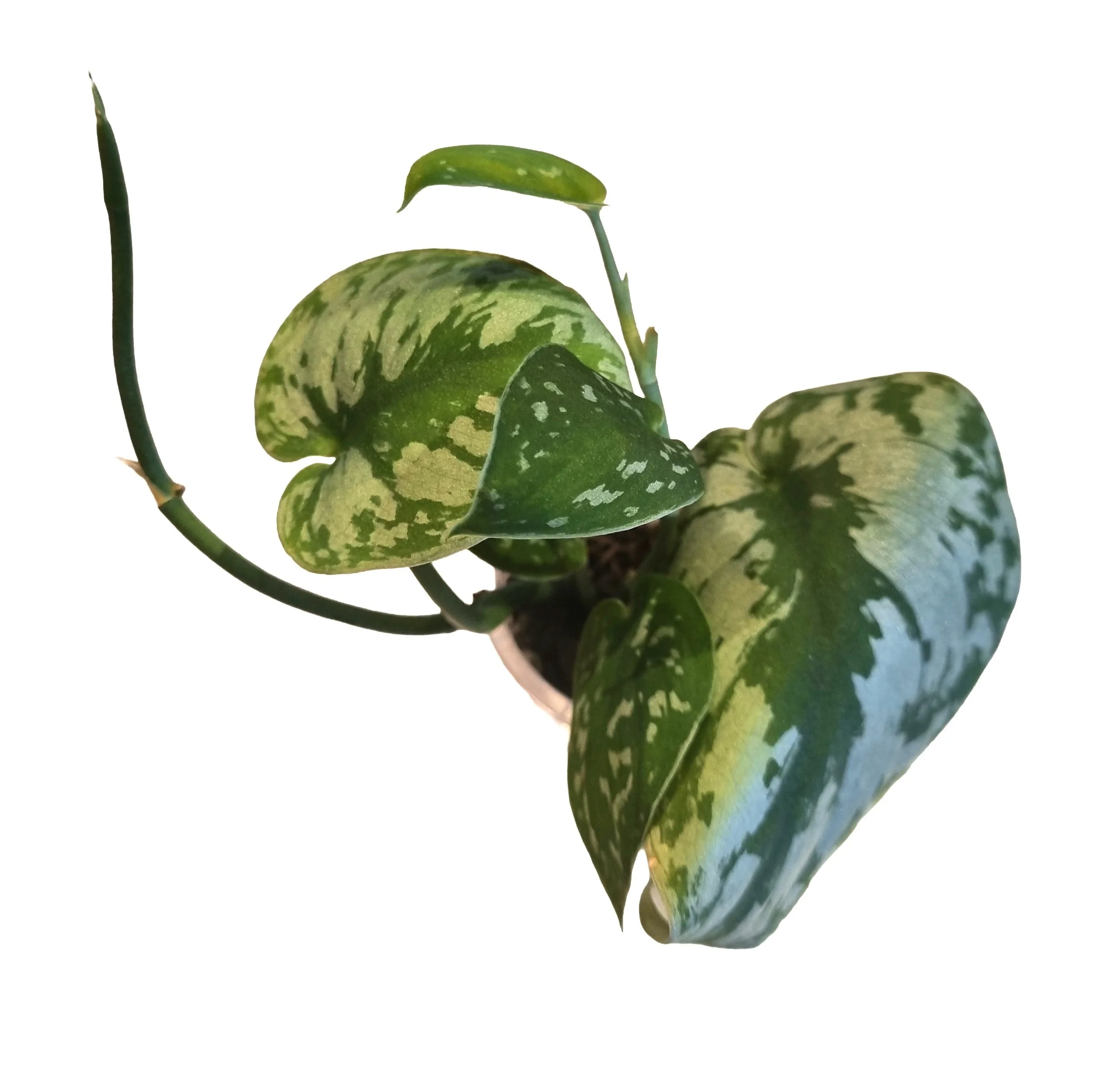Satin Pothos - Low Maintenance Indoor Plant