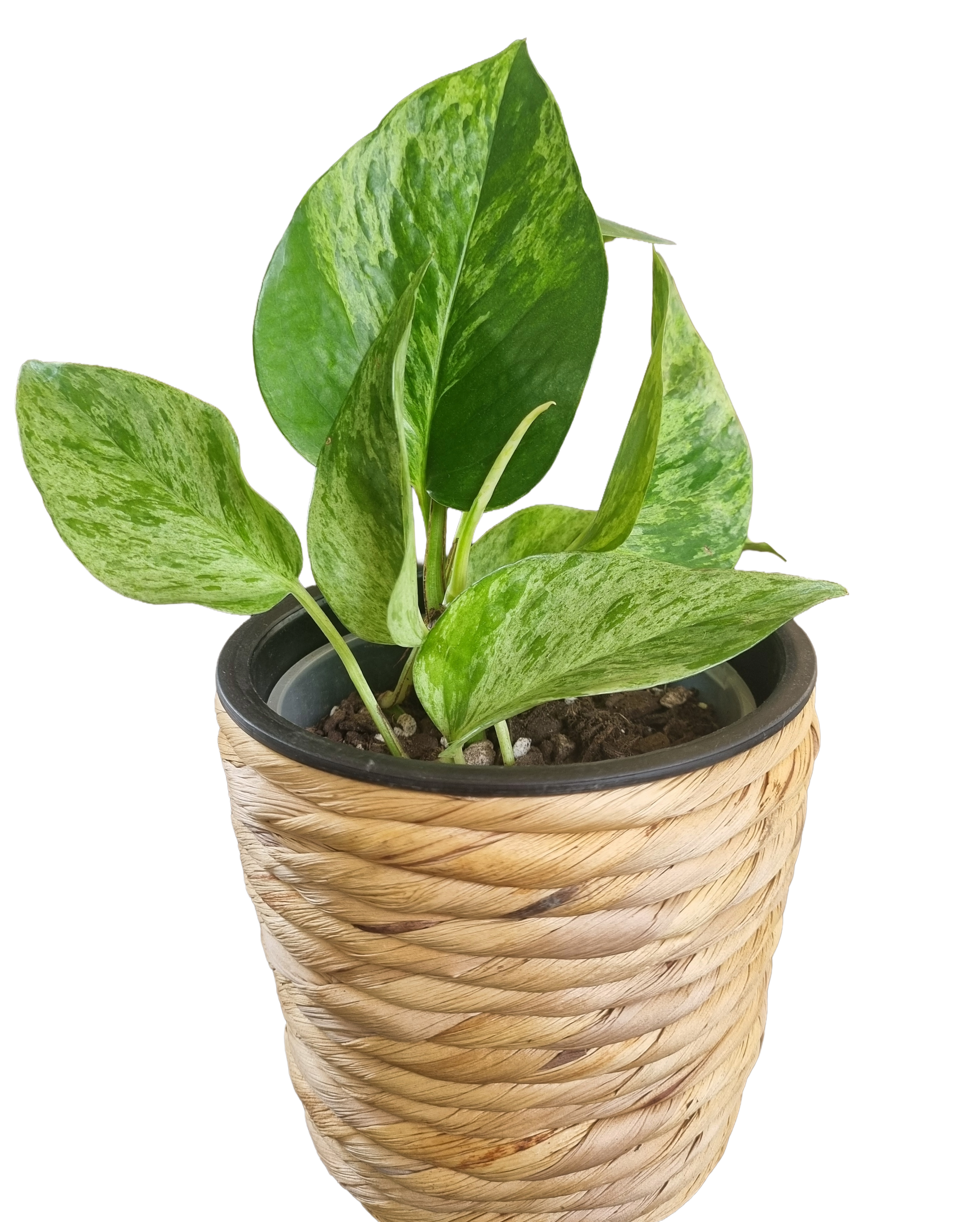 Variegated low maintenance houseplant