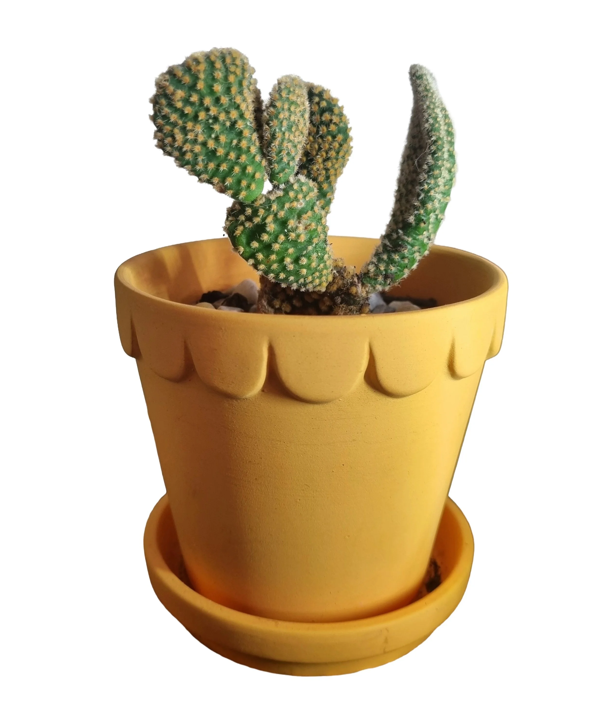 Bunny Ears Cactus — Easy‑Care, Sculptural Cactus