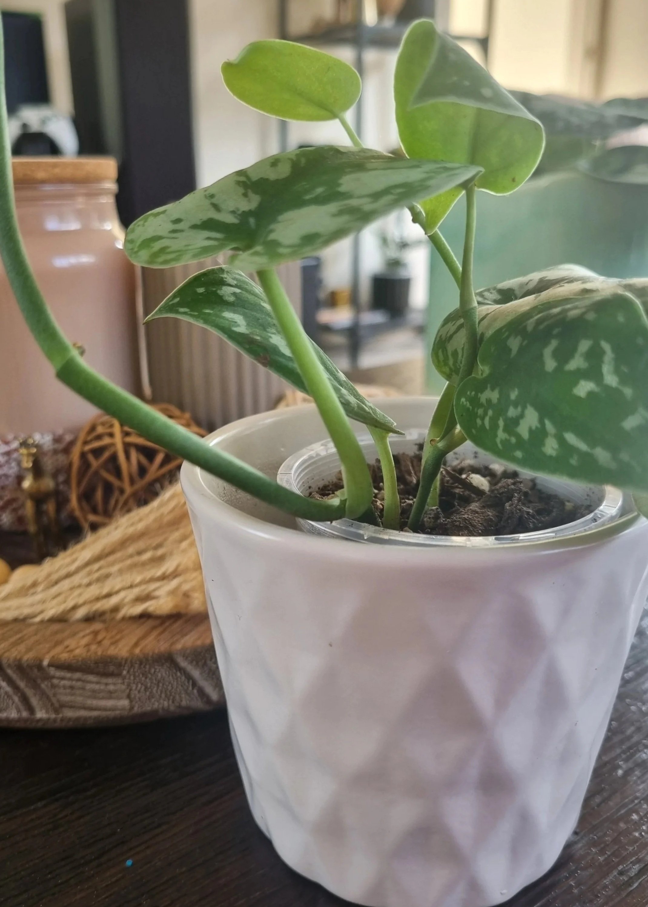 Low maintenance satin pothos houseplant