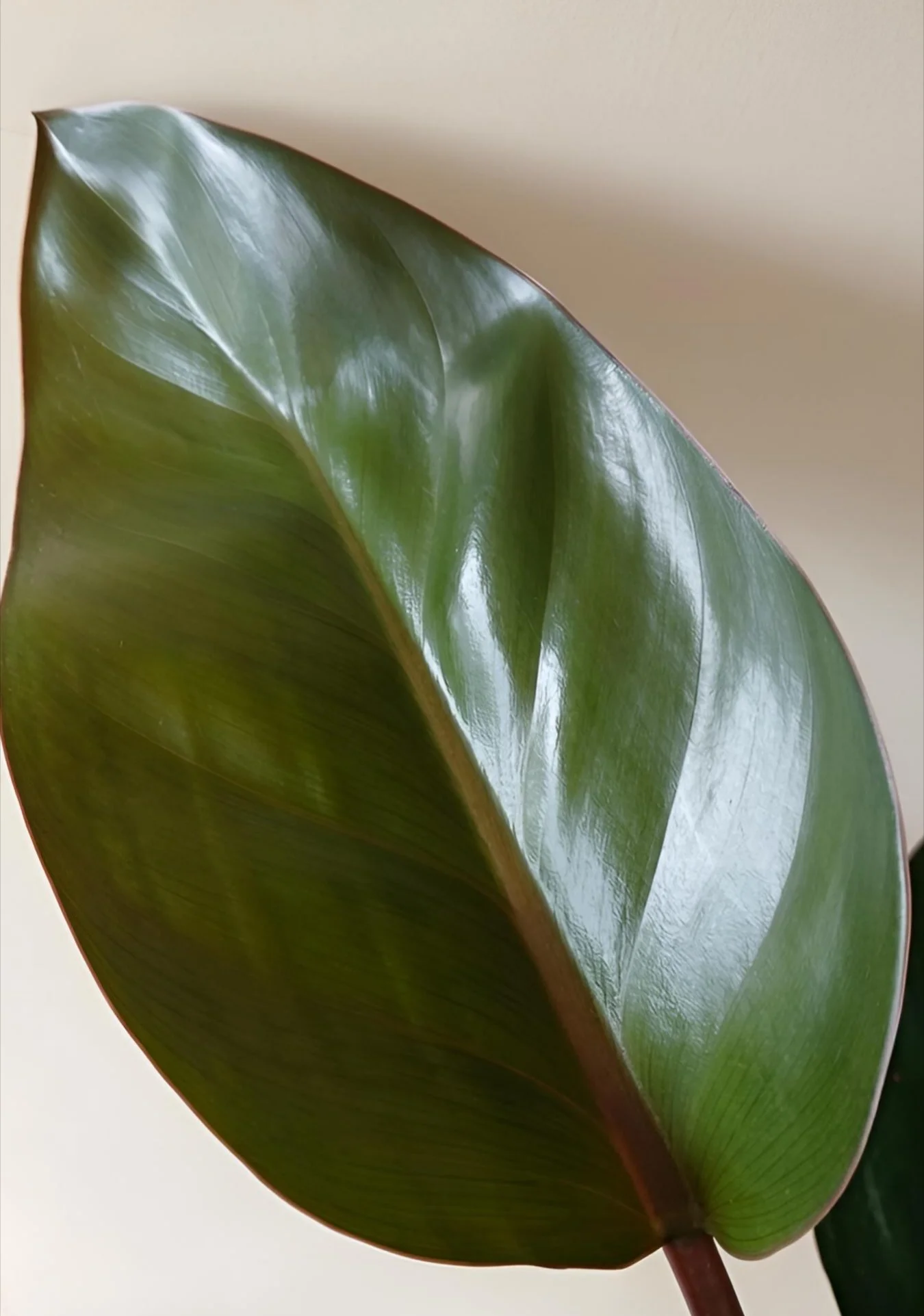 Philodendron leaf.jpg