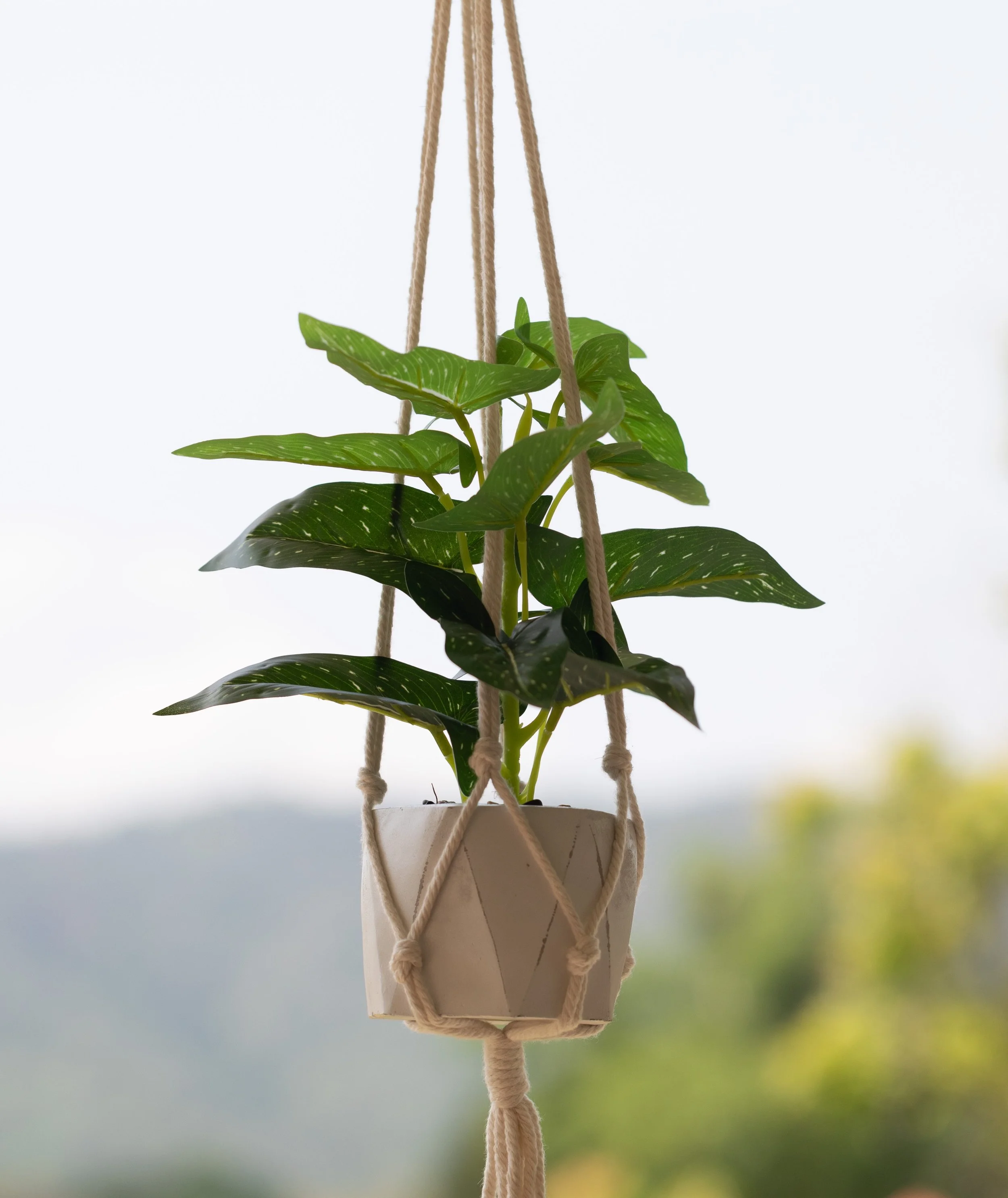 Indoor pothos plant in a white pot hanging in a jute macramé hanger.