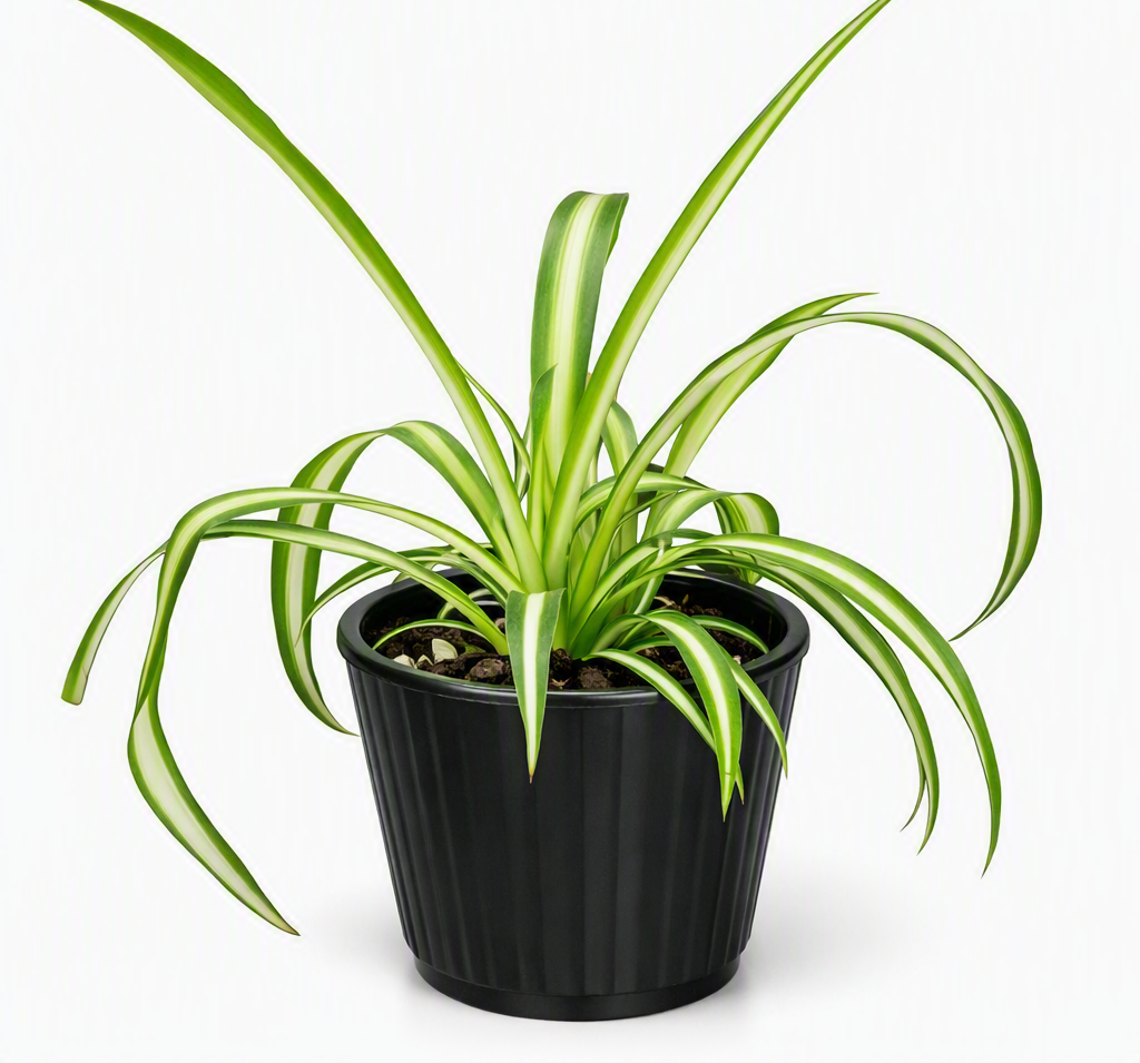 Spider Plant – Easy‑Care Indoor Plant