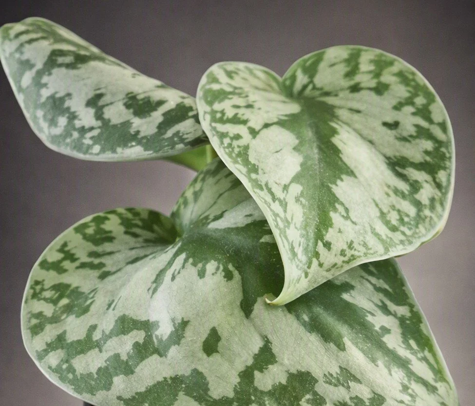 Satin pothos 2.jpg
