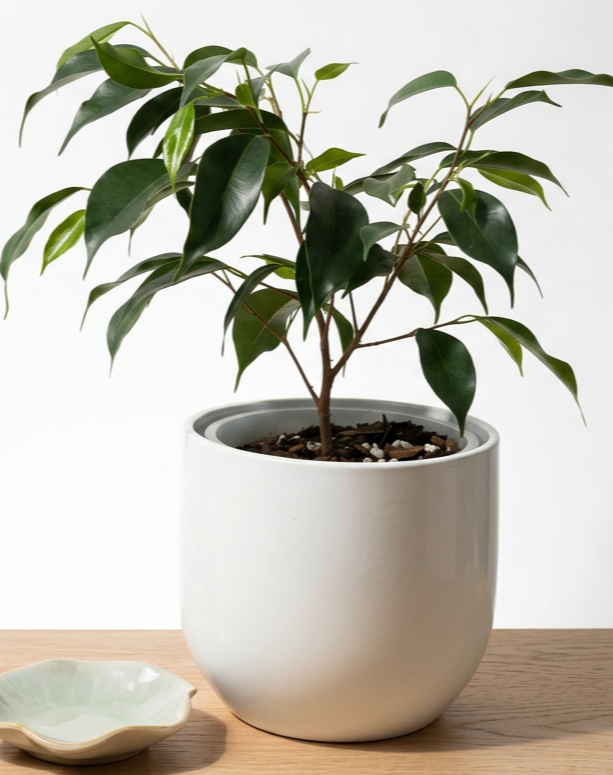 Ficus benjamina ‘Danielle’