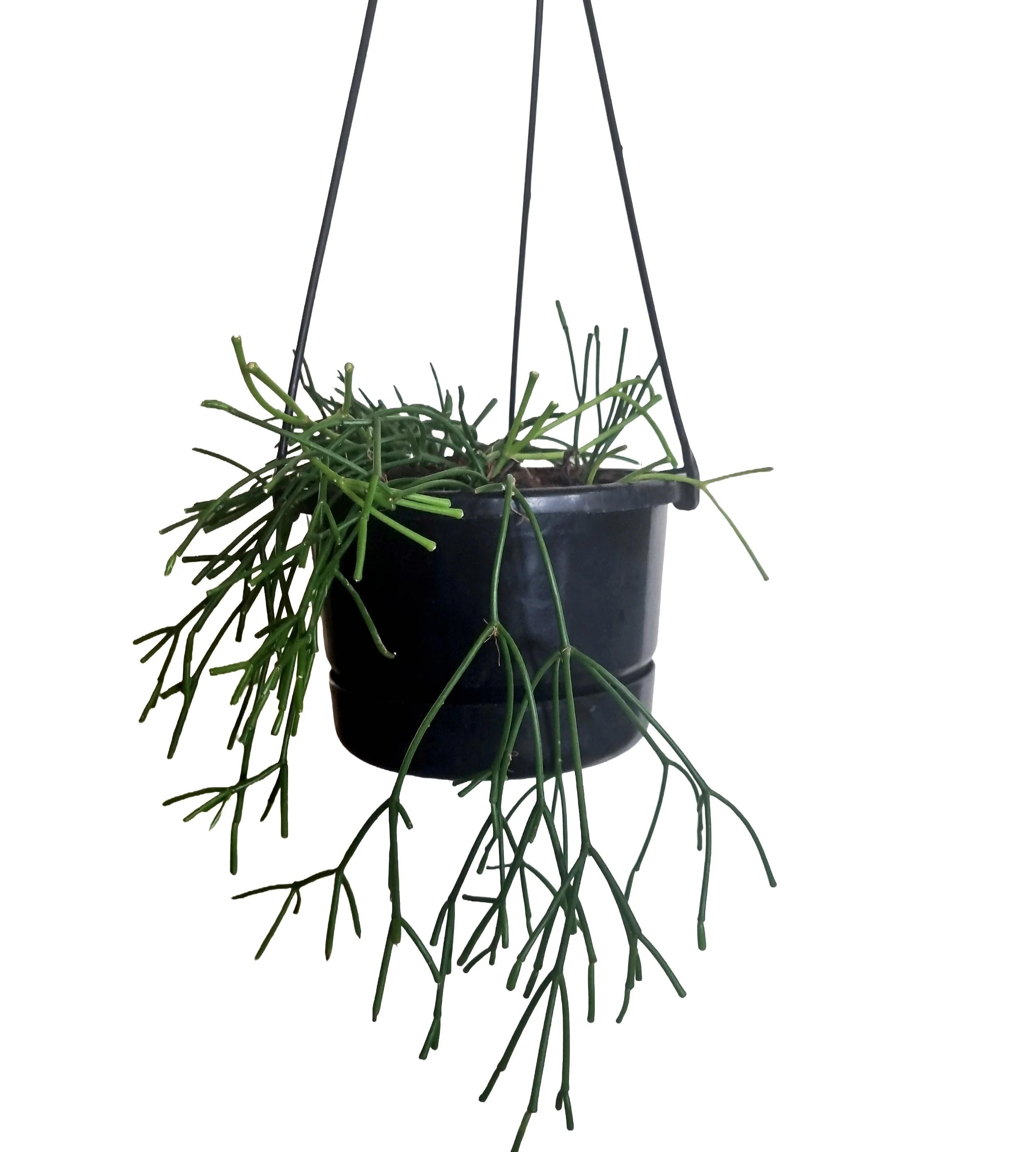 Mistletoe Trailing Jungle Cactus, Easy-care Houseplant NZ