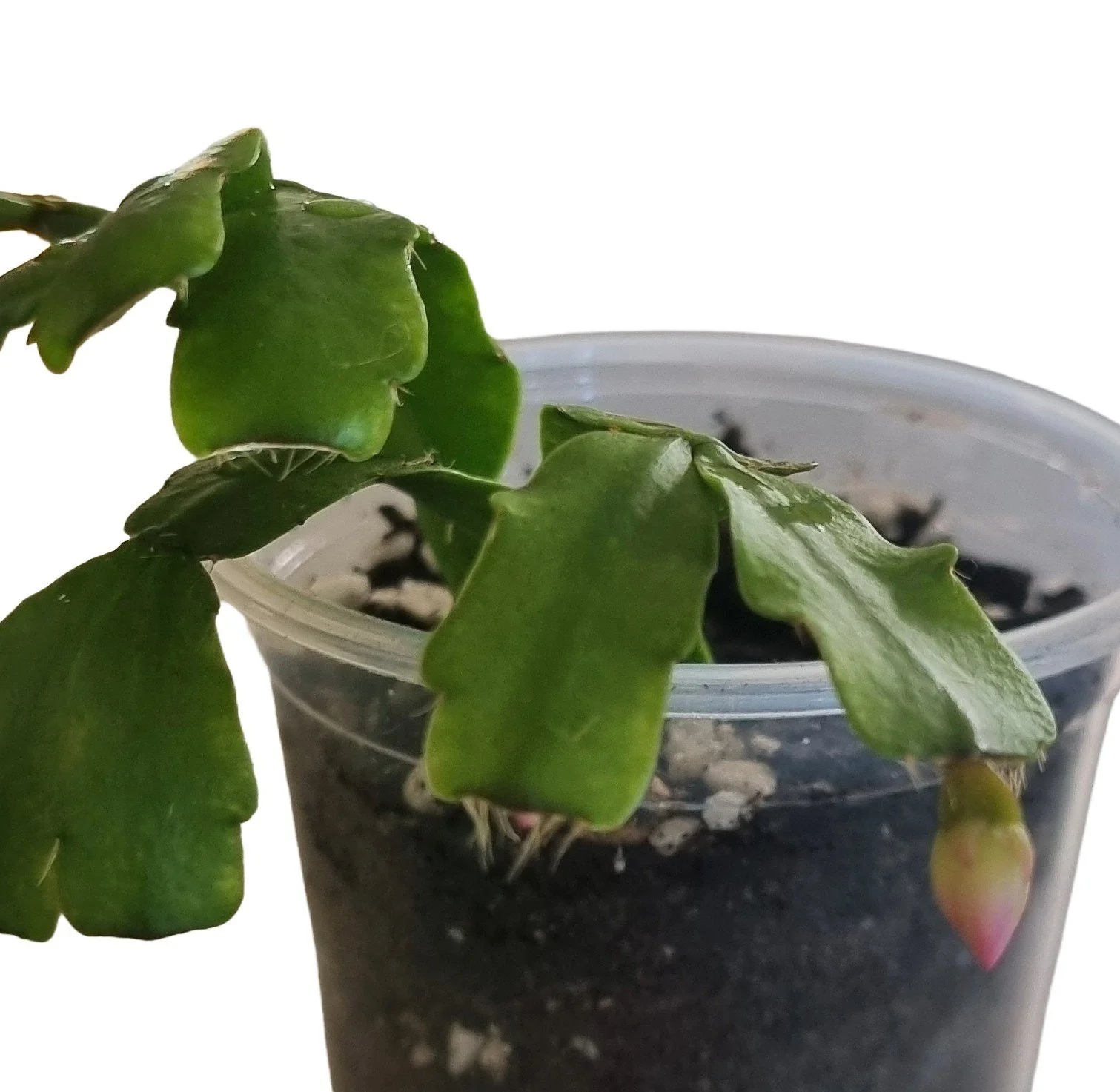 Christmas Cactus.jpg