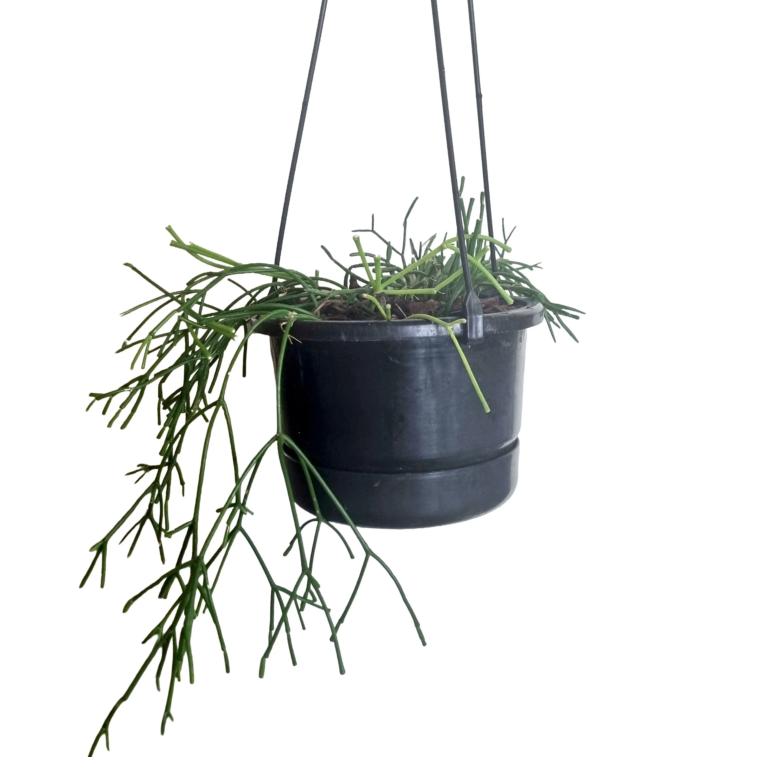 Mistletoe Trailing Jungle Cactus, Easy-care Houseplant NZ