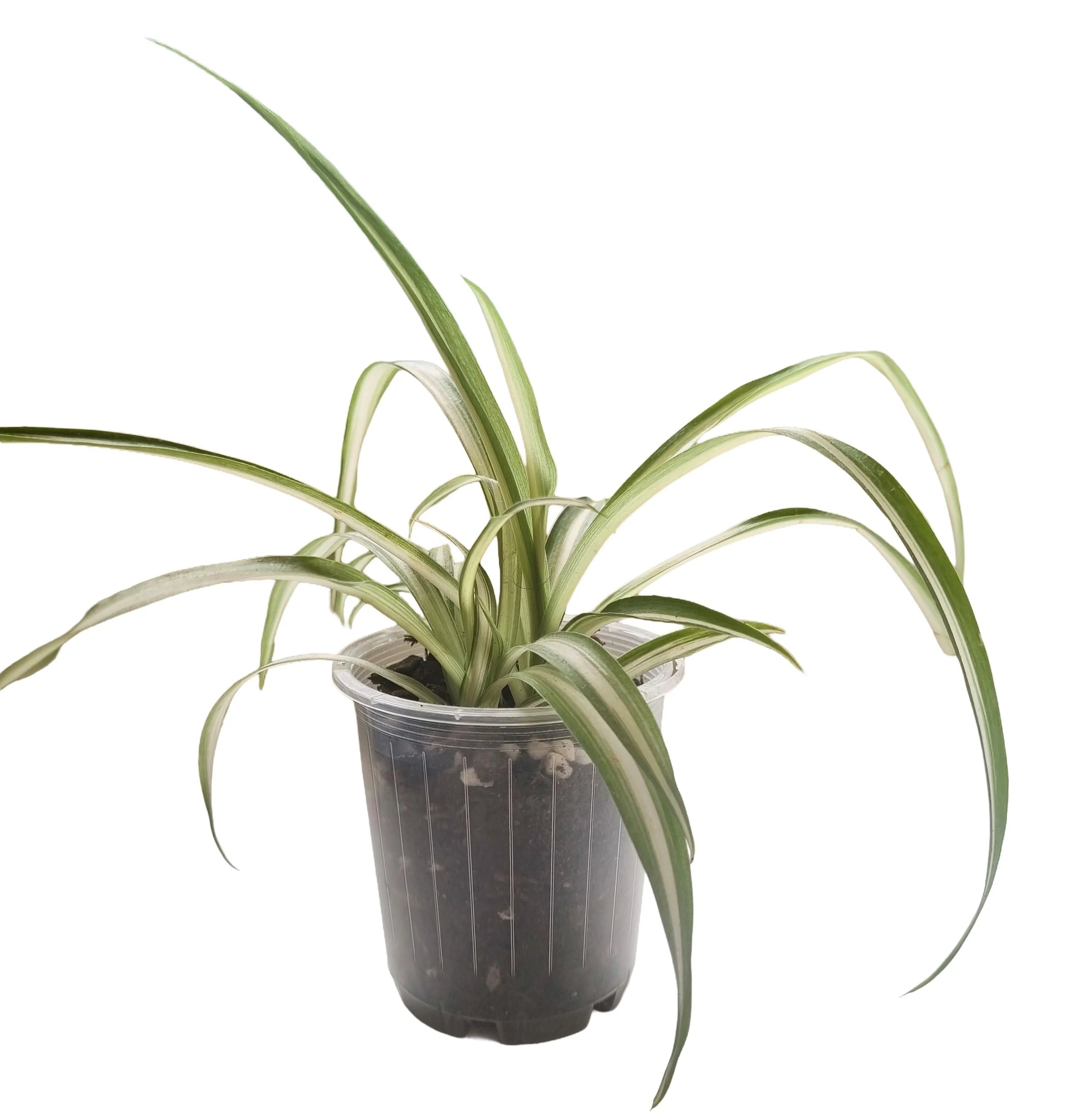 Spider Plant – Easy‑Care Indoor Plant