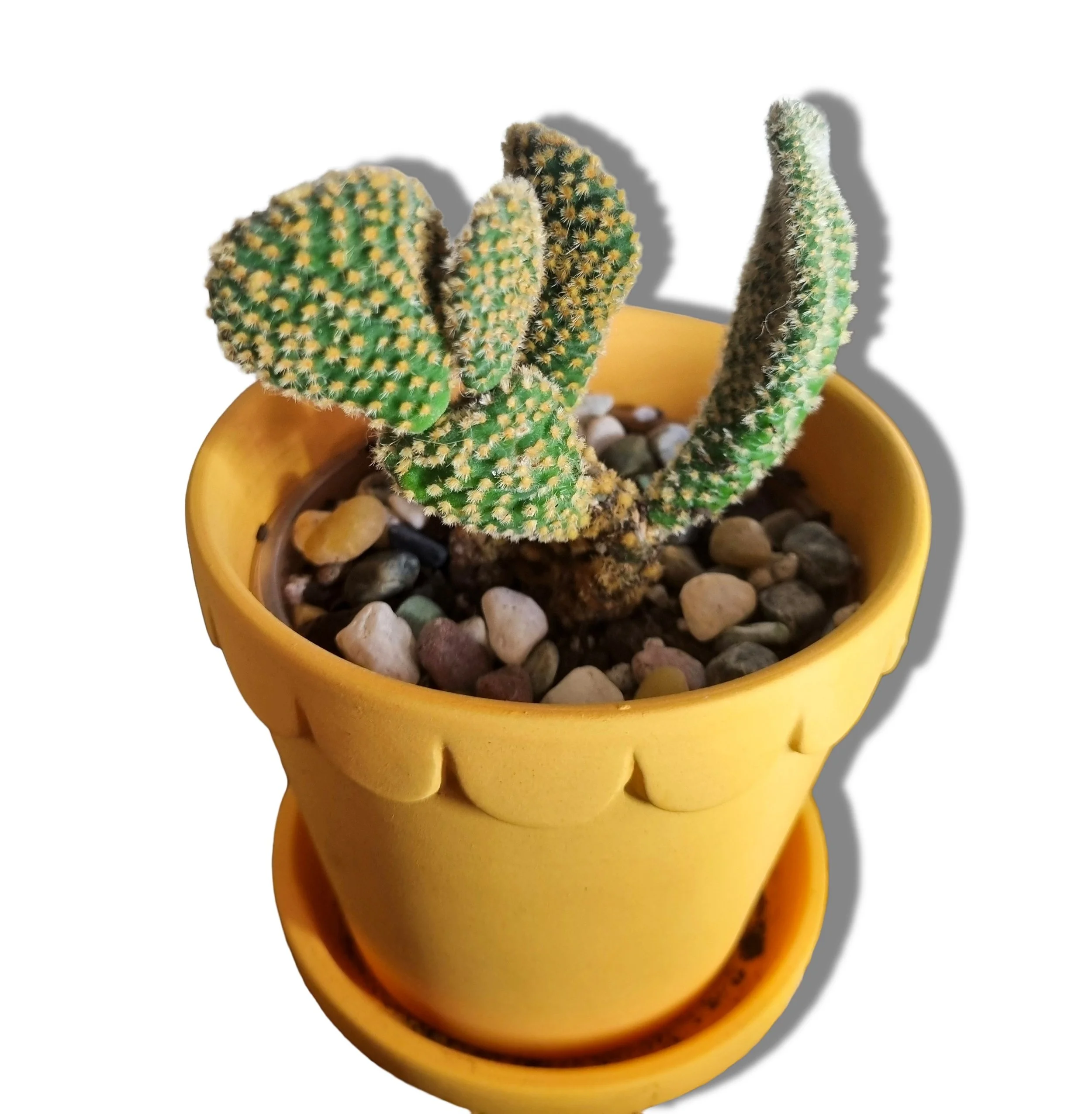 Bunny ears pot angled.jpeg