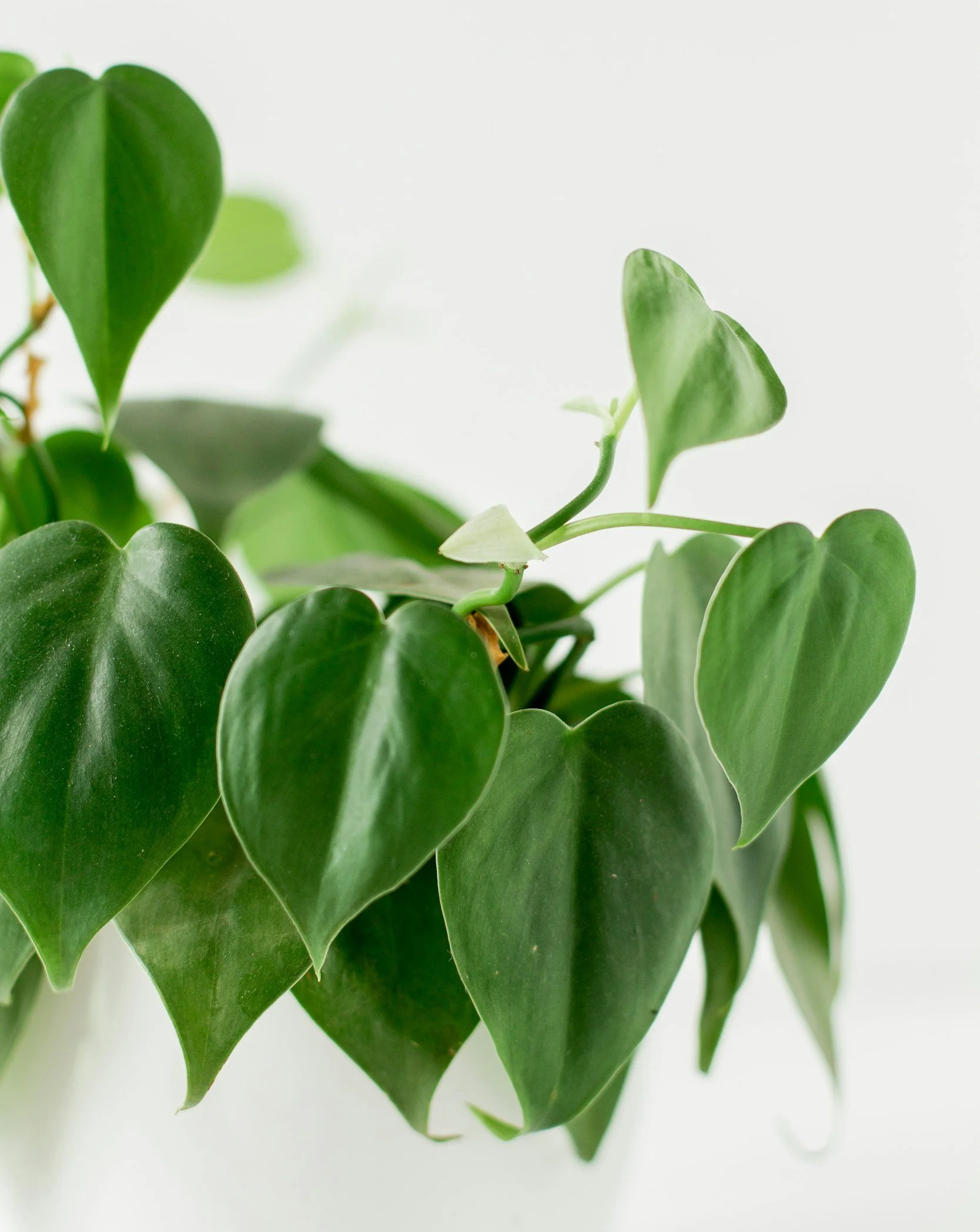 Close-up of heart leaf philodendron from Cacti and Chill, Auckland. Hand selected houseplants