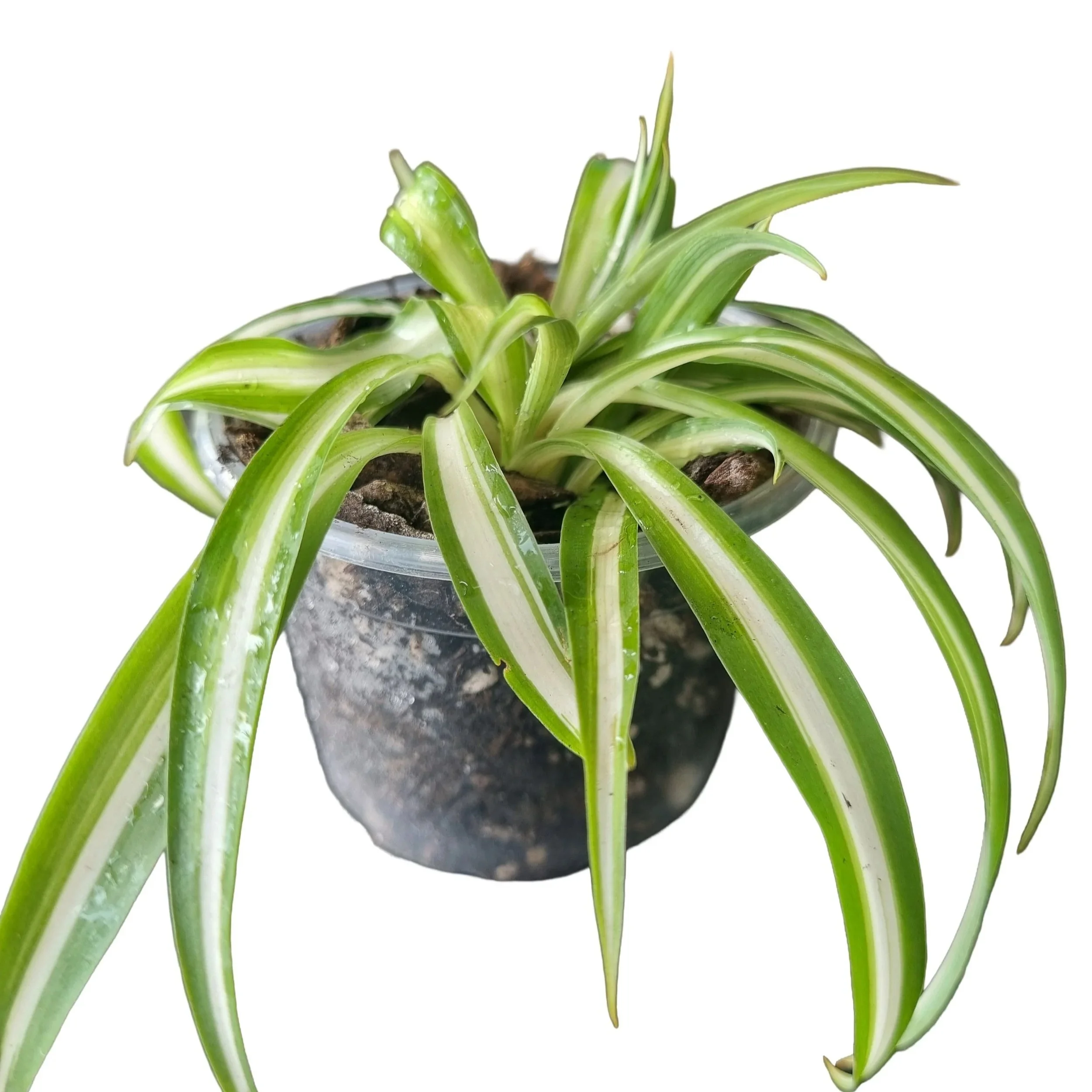 Spider Plants