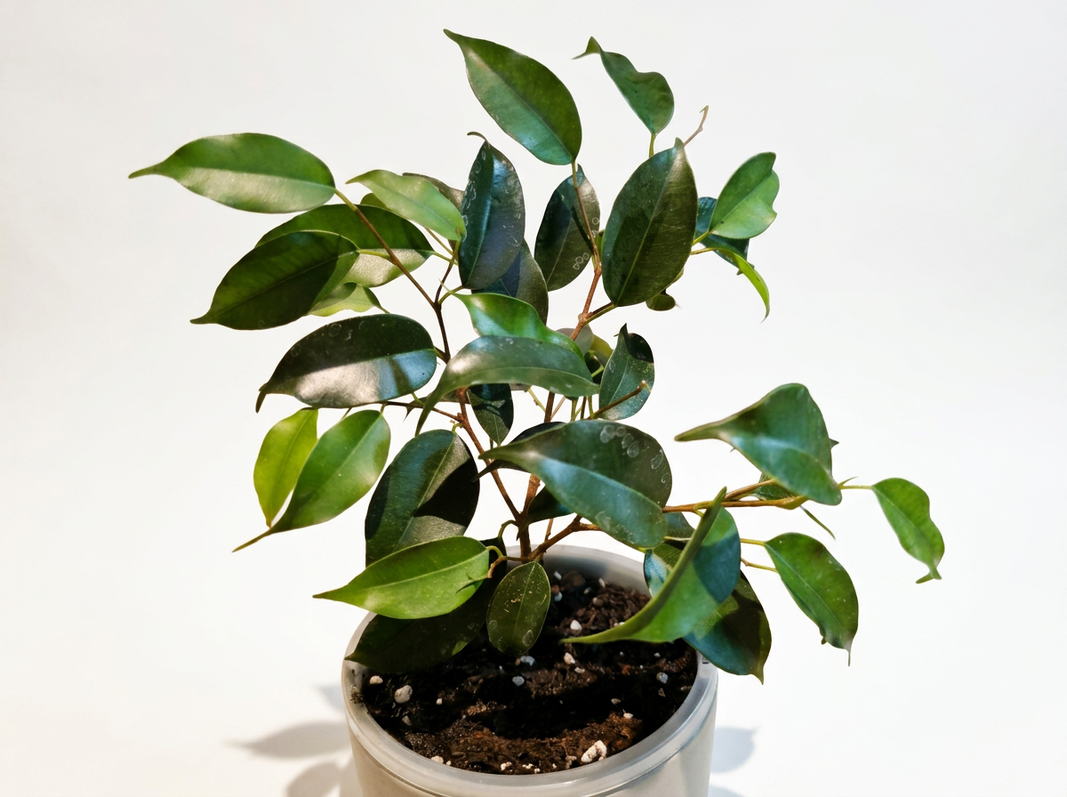 Easy-care indoor houseplant