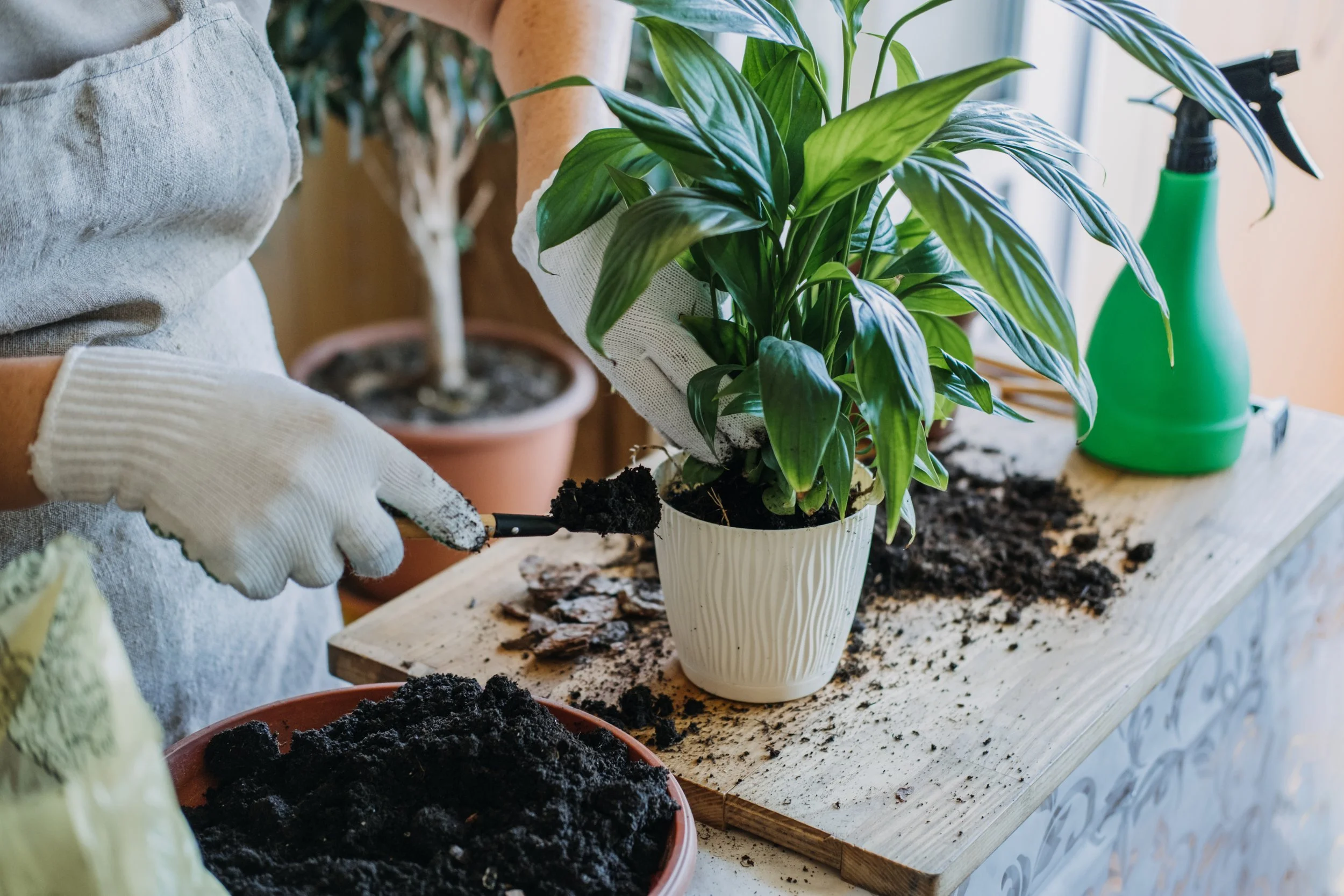 Repotting houseplant, plant care nz
