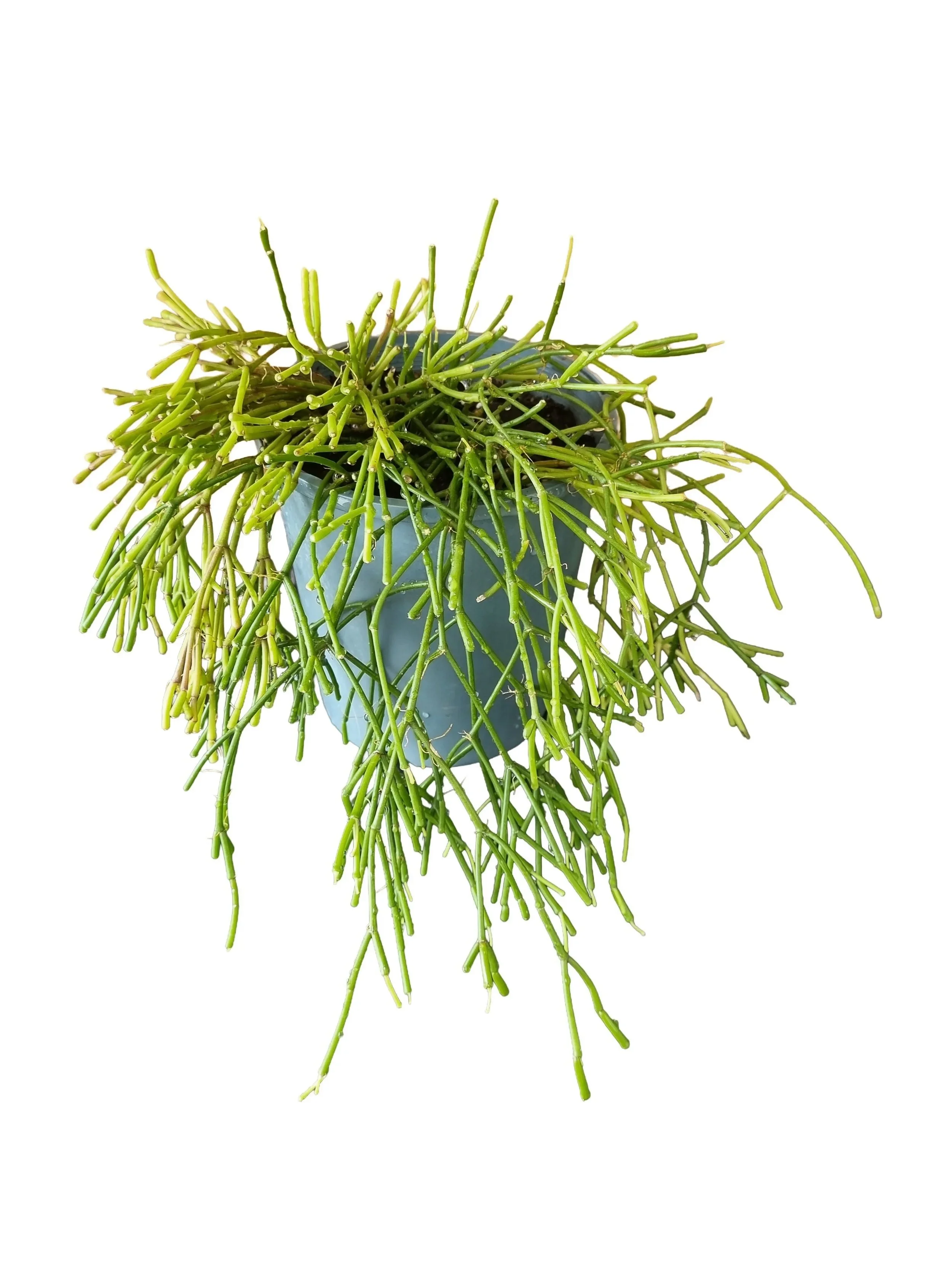 Mistletoe Trailing Jungle Cactus, Easy-care Houseplant NZ