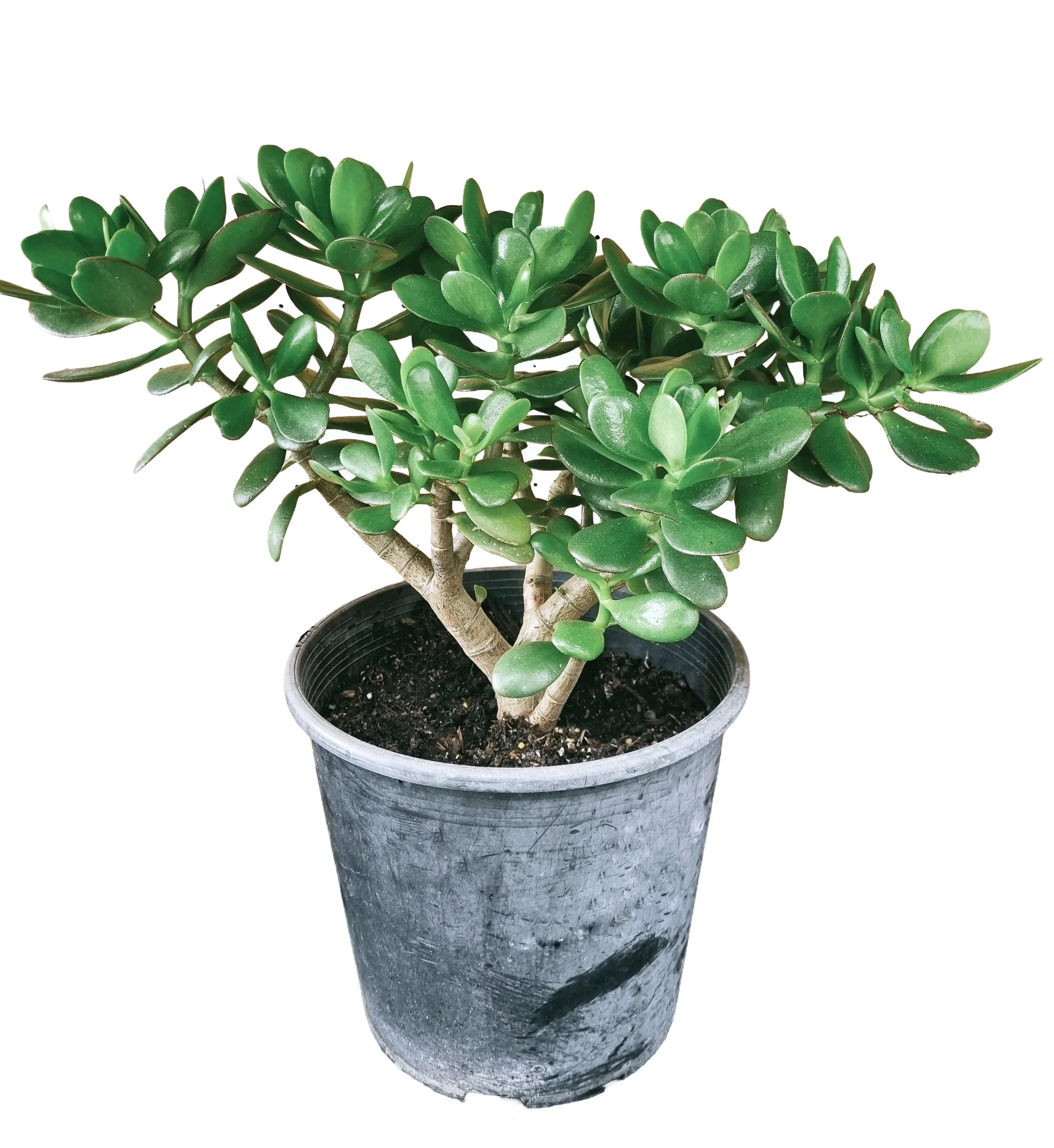 Jade Plant - Easy-care Succulent