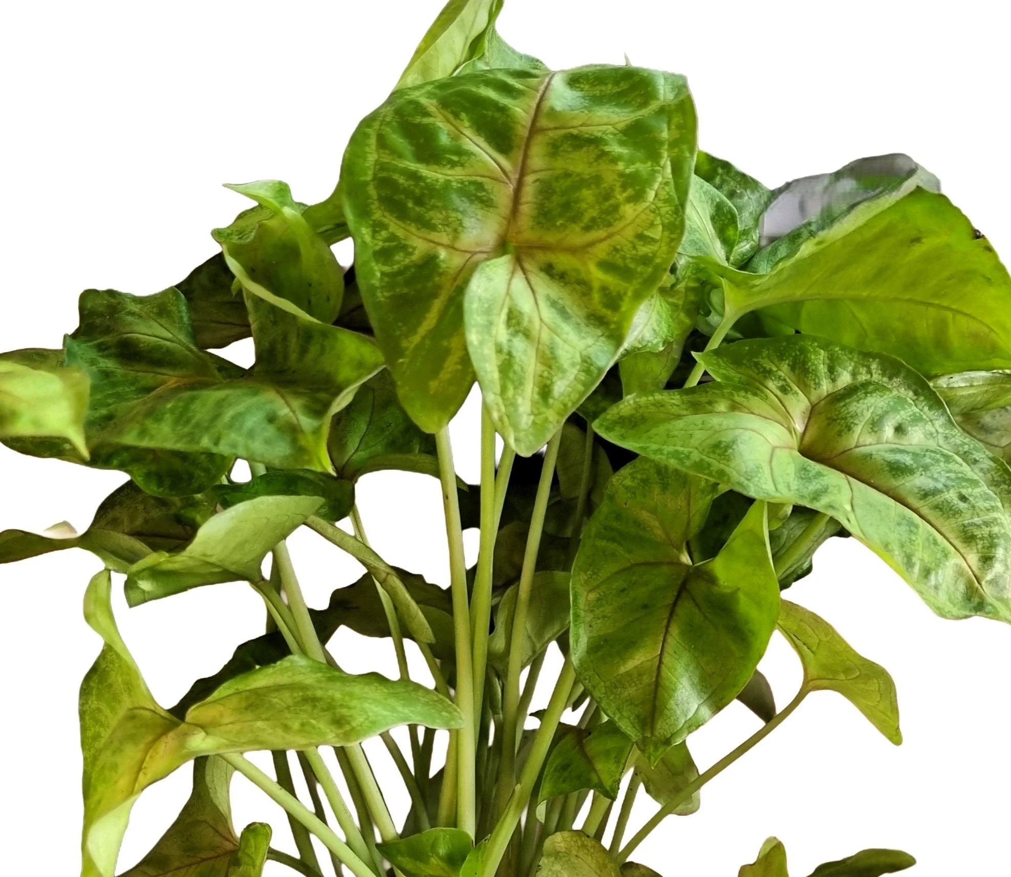 Syngonium ‘Green Arrow’ with fresh green arrow‑shaped leaves in a glossy gradient ceramic pot against a white background.