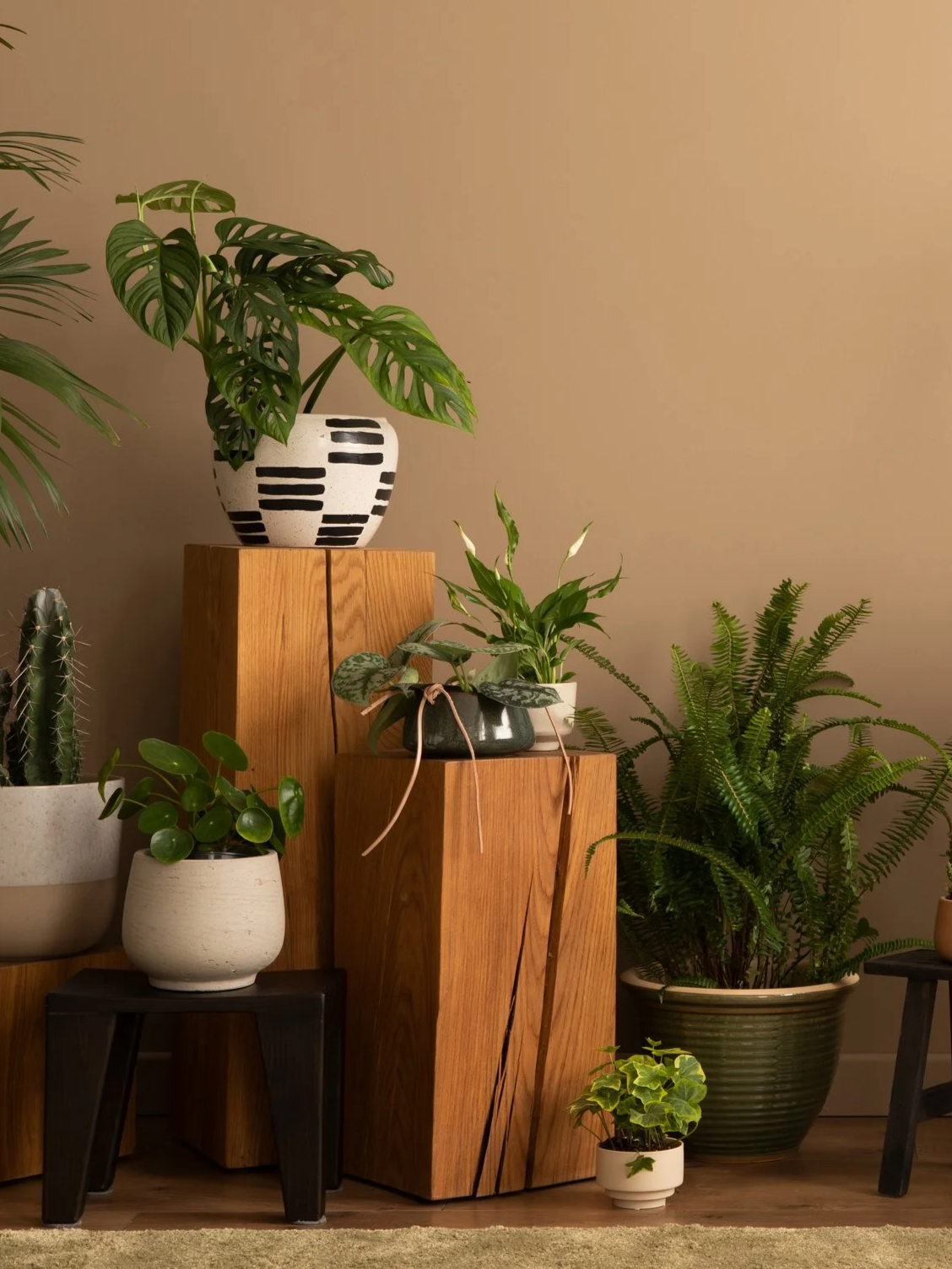 Easy-care houseplant collection for curated homes, available from Cacti and Chill, Auckland.