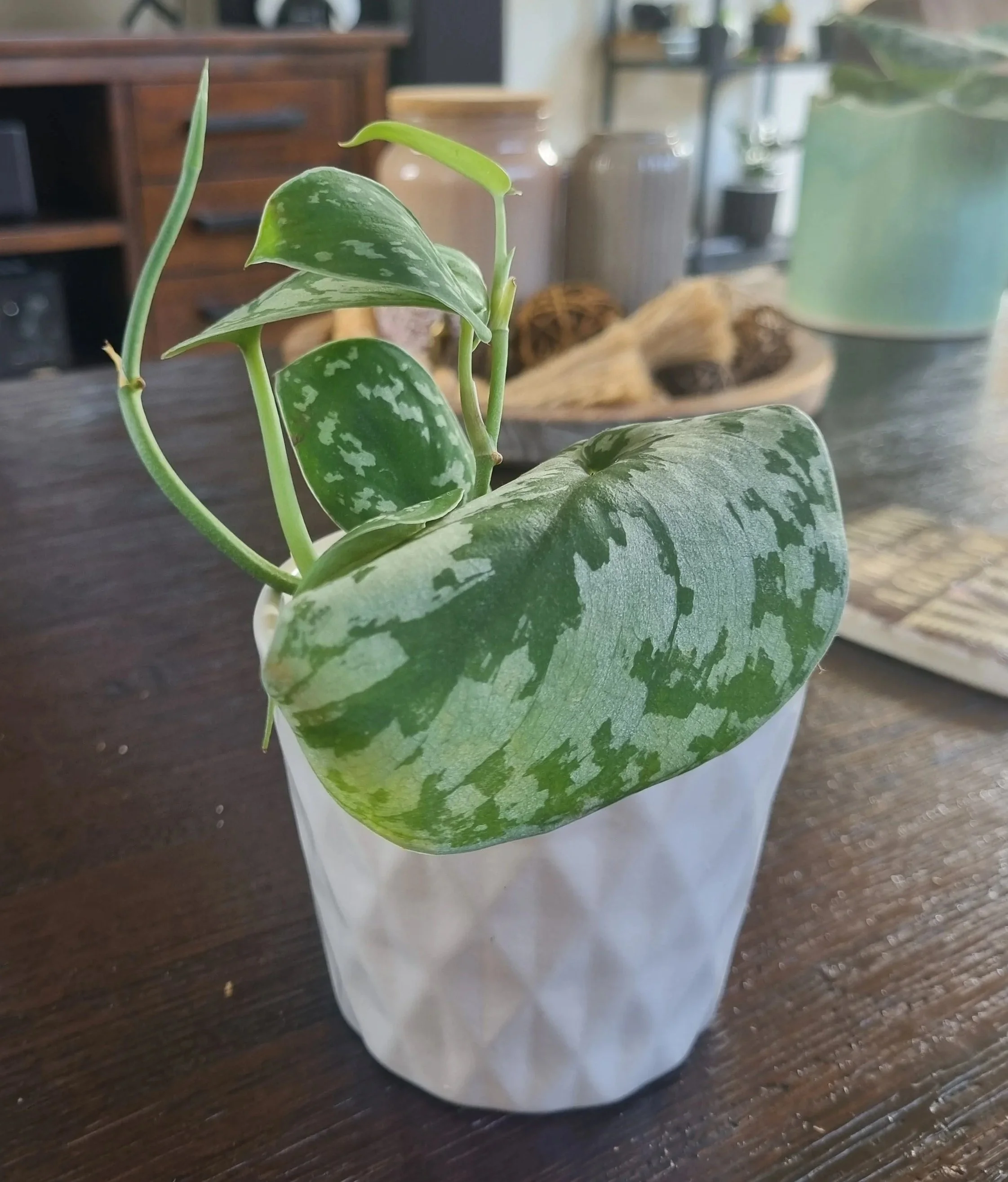 Low maintenance satin pothos houseplant